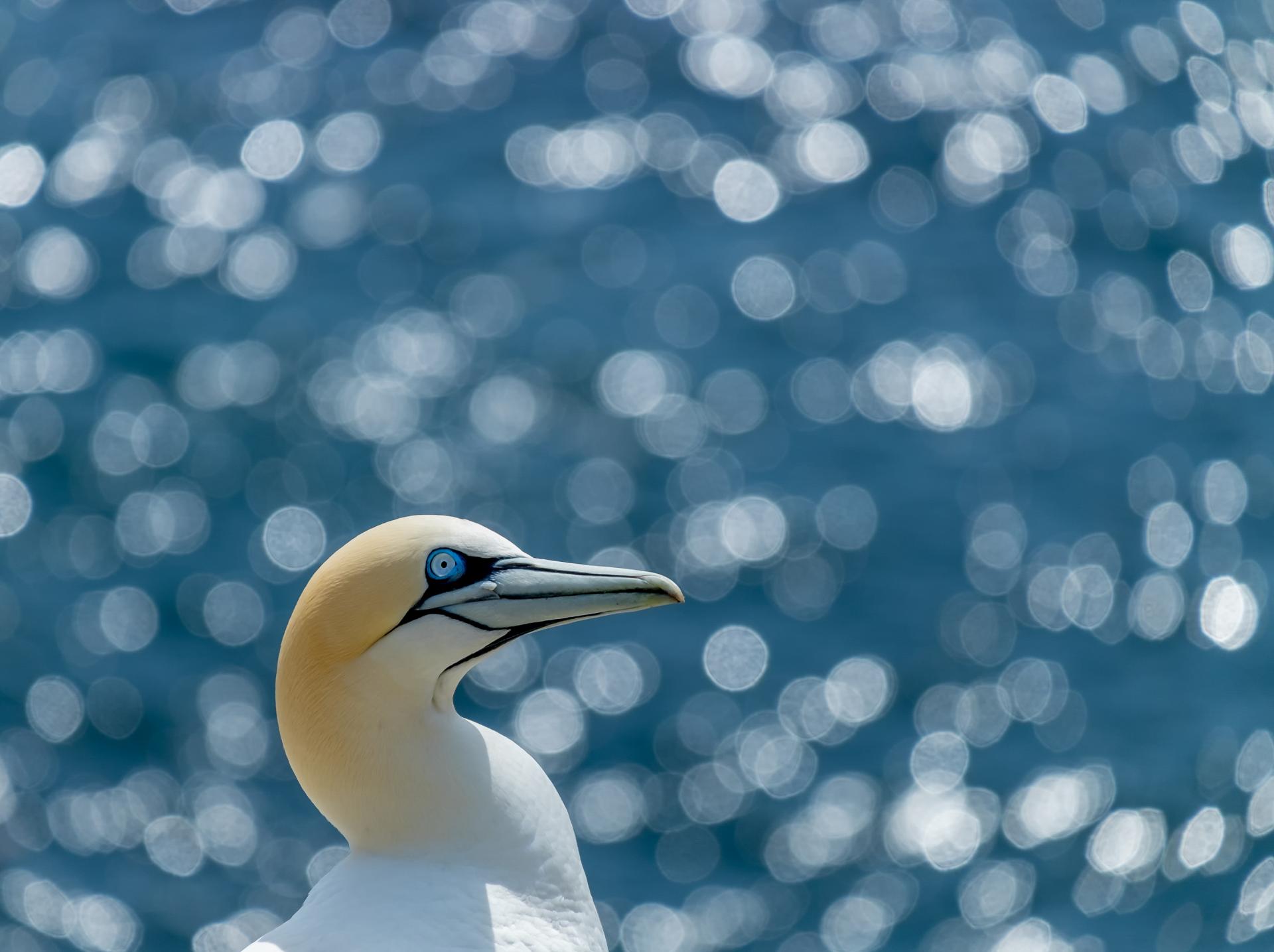 New York Photography Awards Winner - Into the world of Gannets