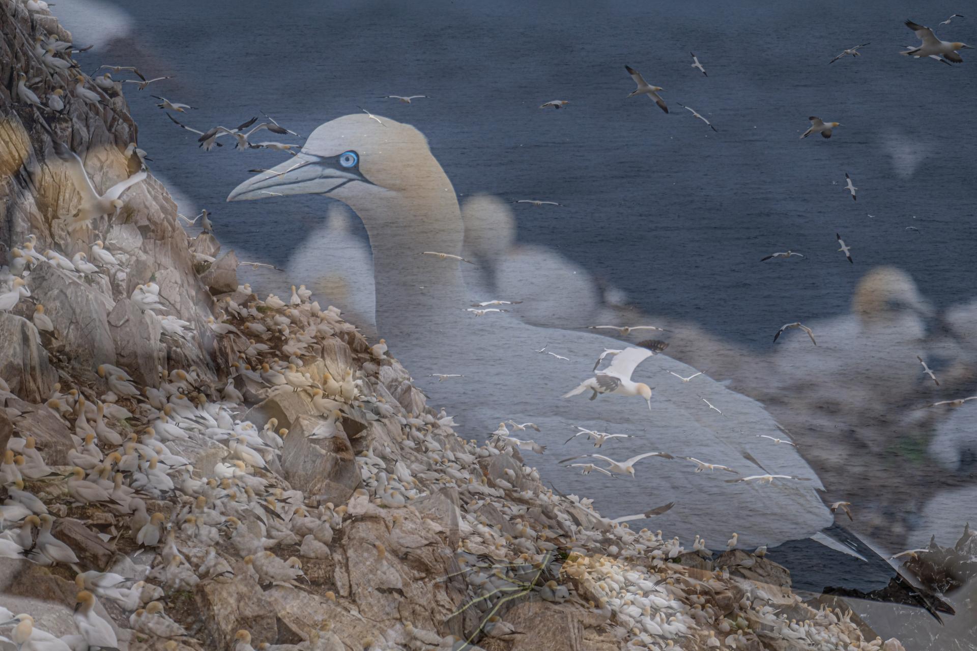 New York Photography Awards Winner - Into the world of Gannets