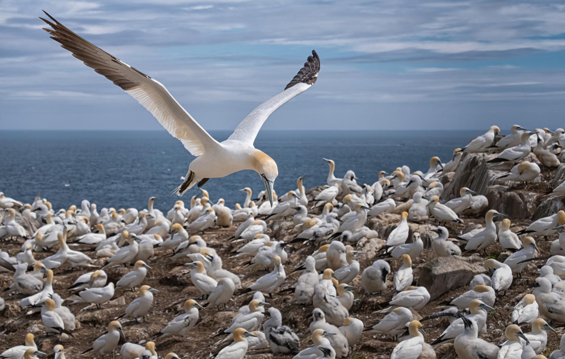 New York Photography Awards Winner - Into the world of Gannets