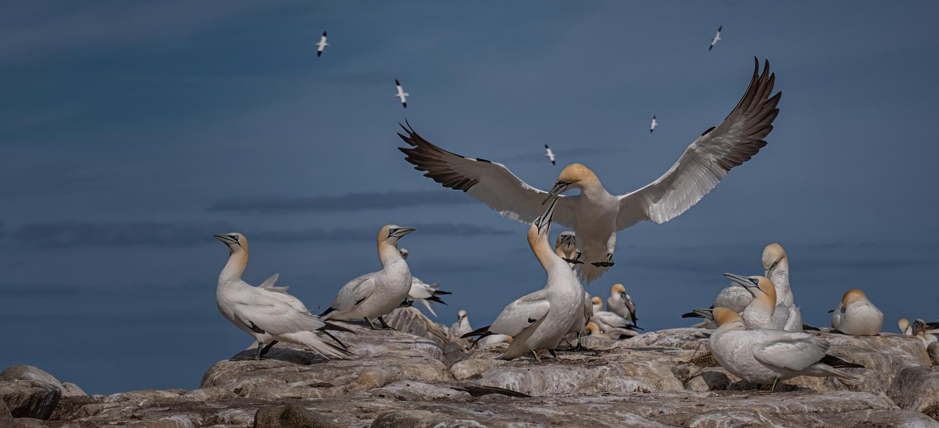 New York Photography Awards Winner - Into the world of Gannets