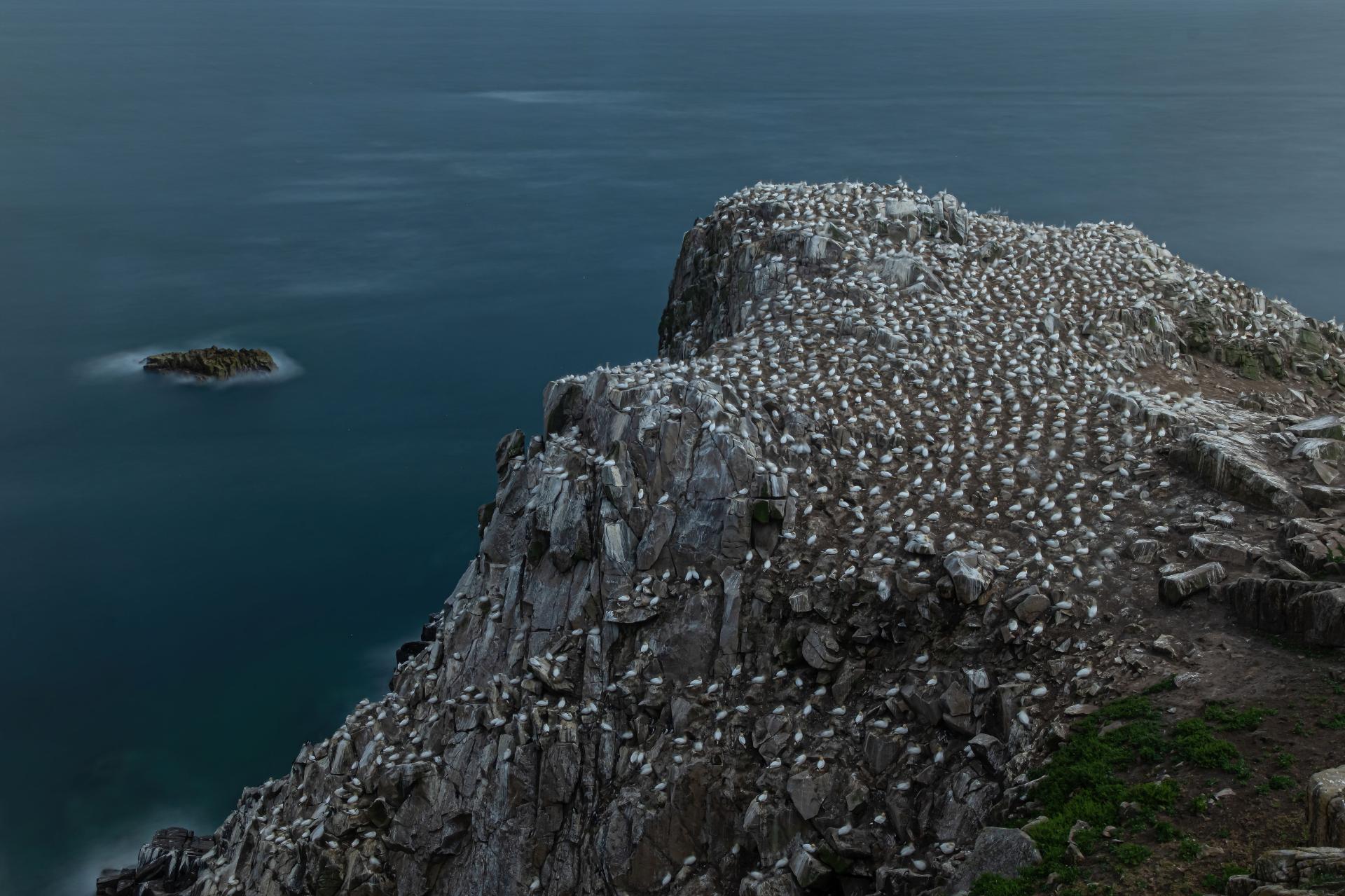 New York Photography Awards Winner - Into the world of Gannets