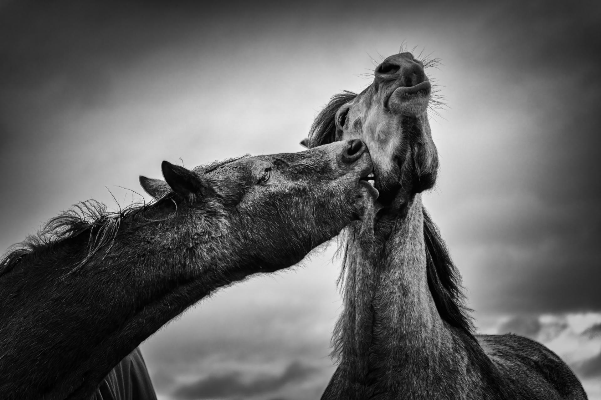 New York Photography Awards Winner - Love