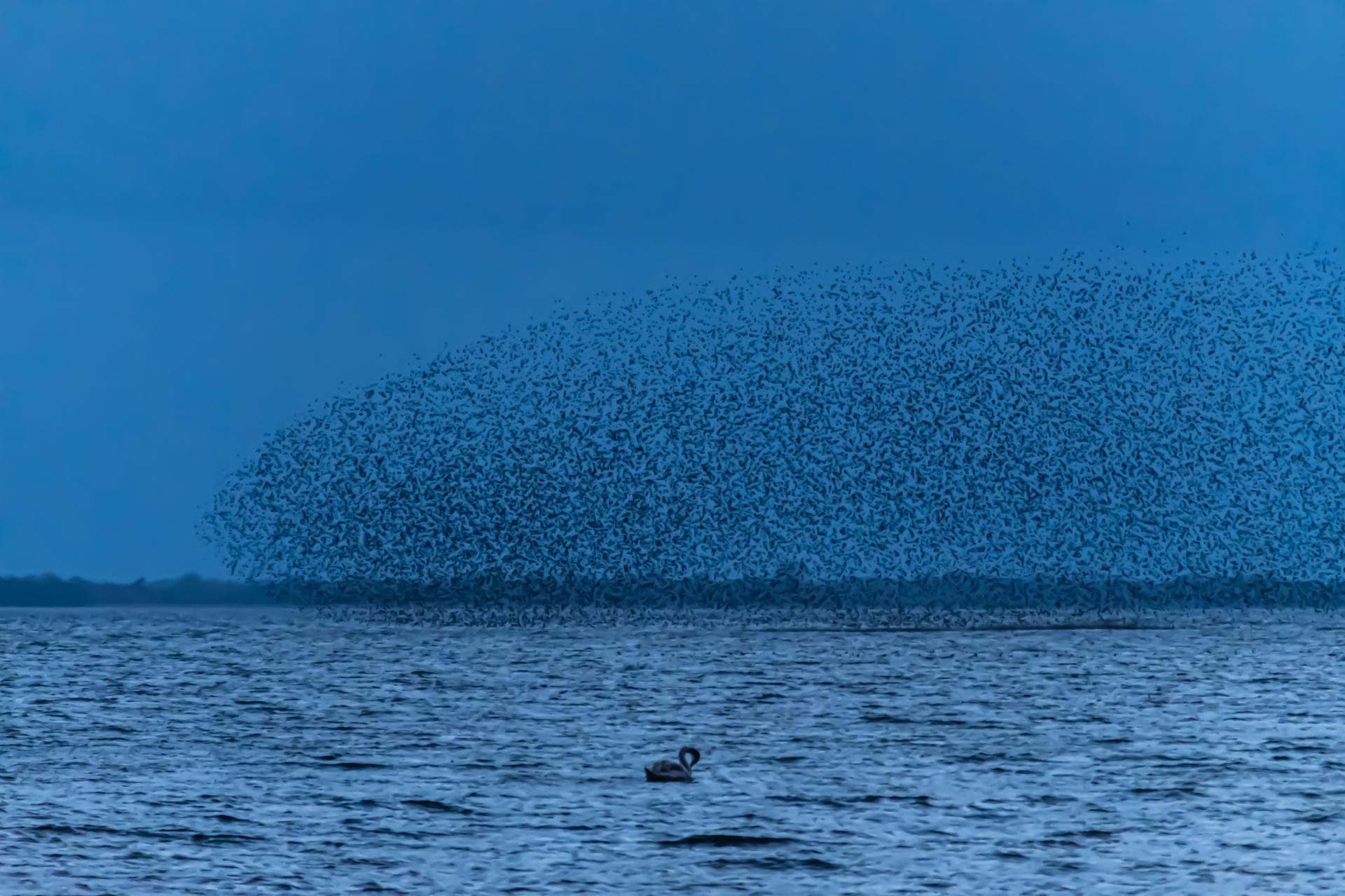 New York Photography Awards Winner - Murmuration of Starlings