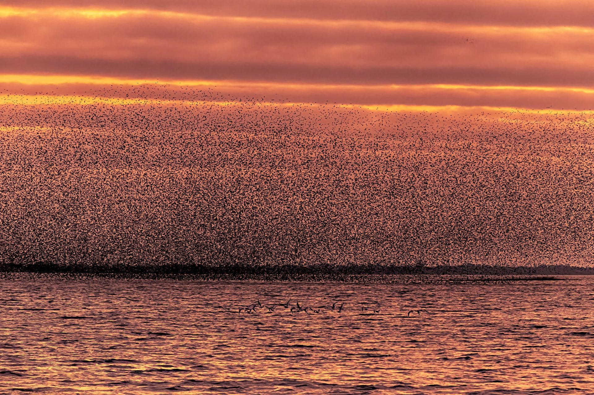 New York Photography Awards Winner - Murmuration of Starlings