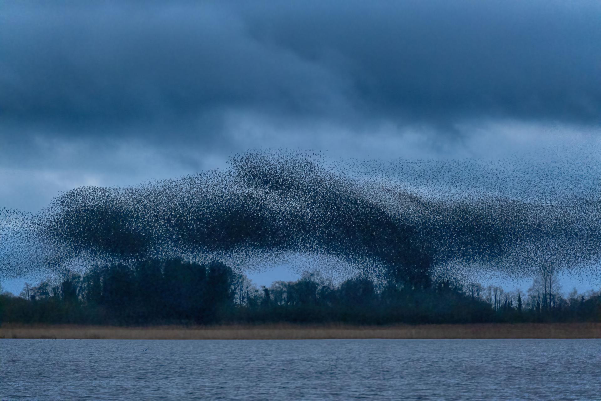 New York Photography Awards Winner - Murmuration of Starlings