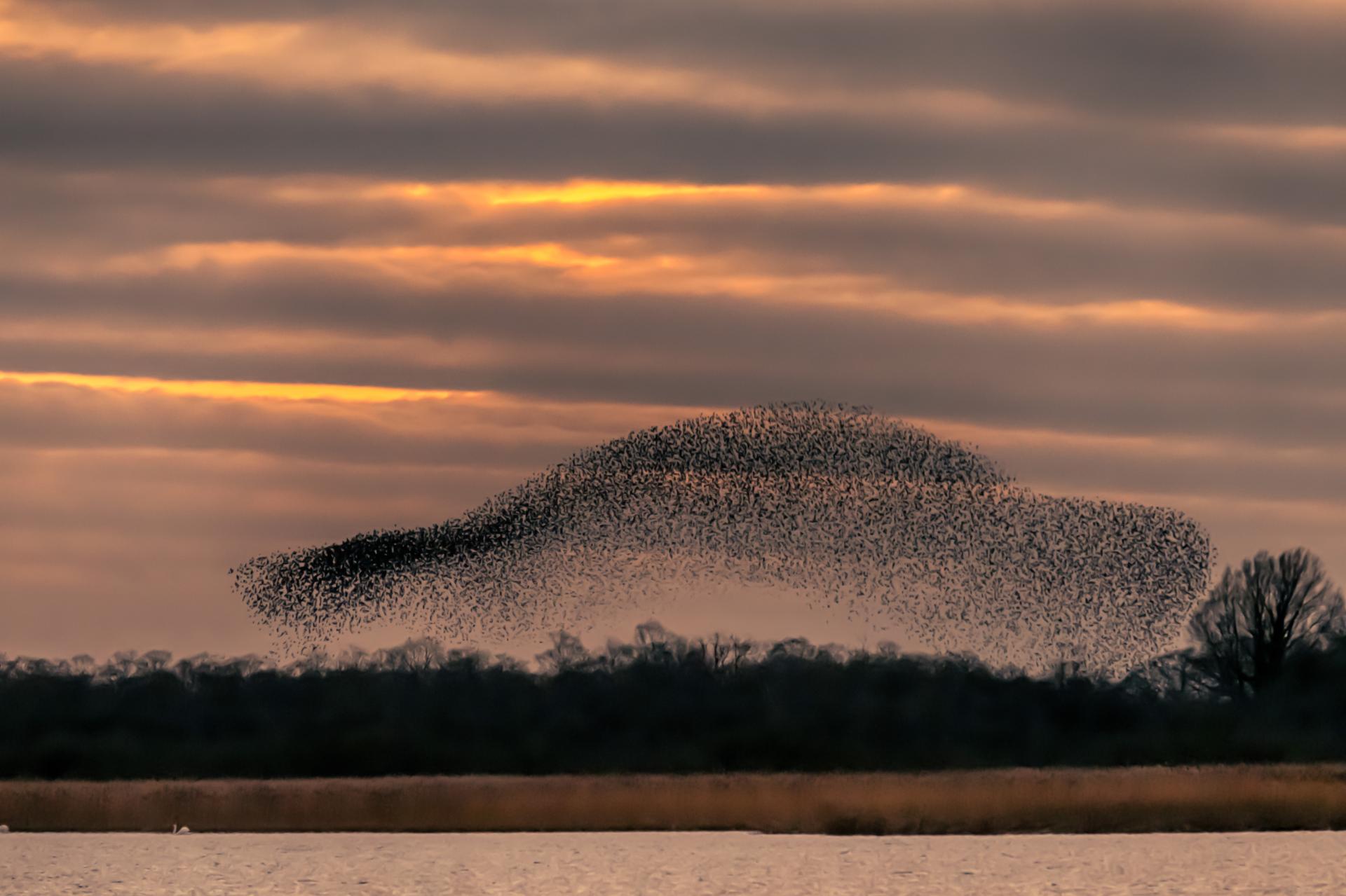 New York Photography Awards Winner - Murmuration of Starlings