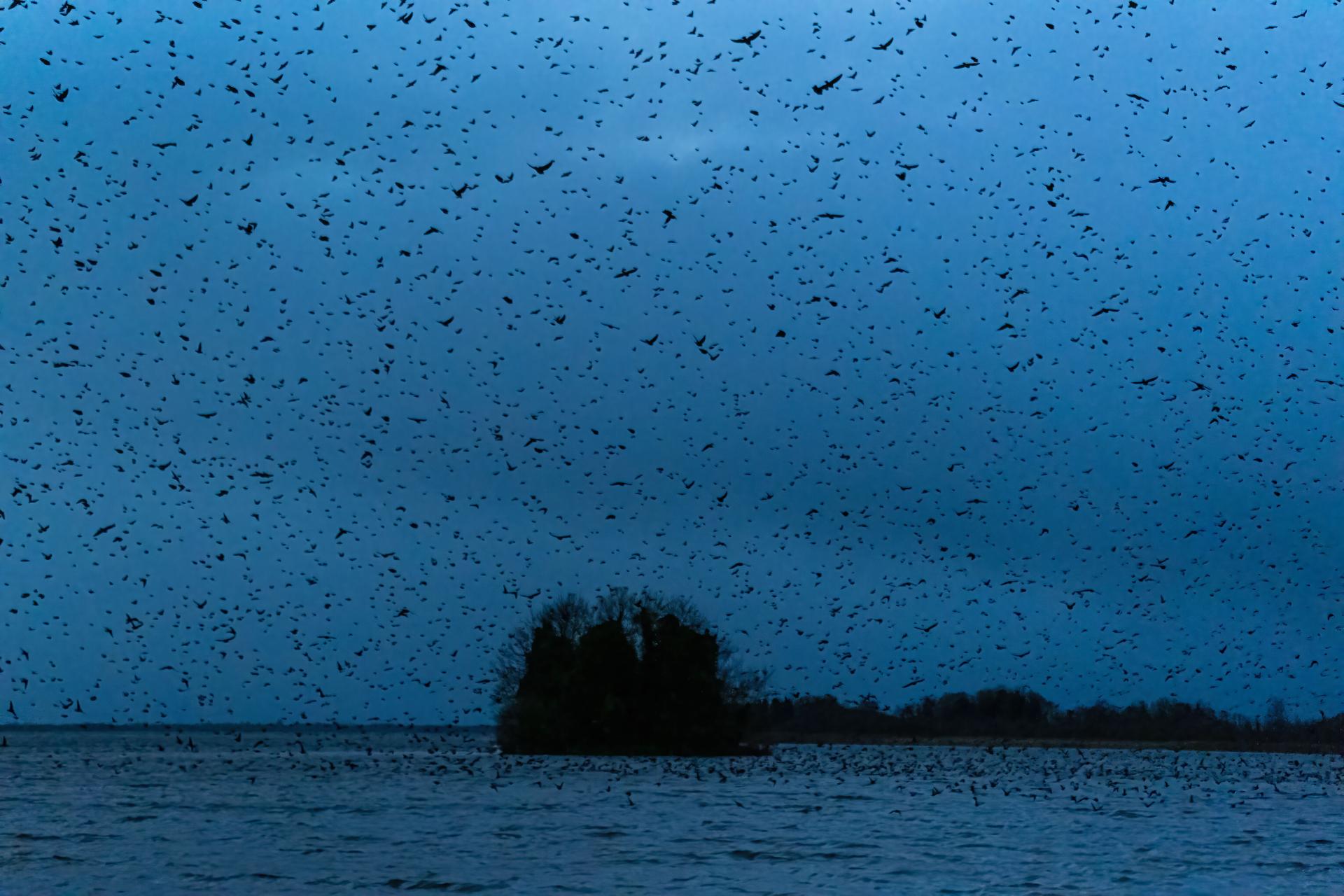 New York Photography Awards Winner - Murmuration of Starlings