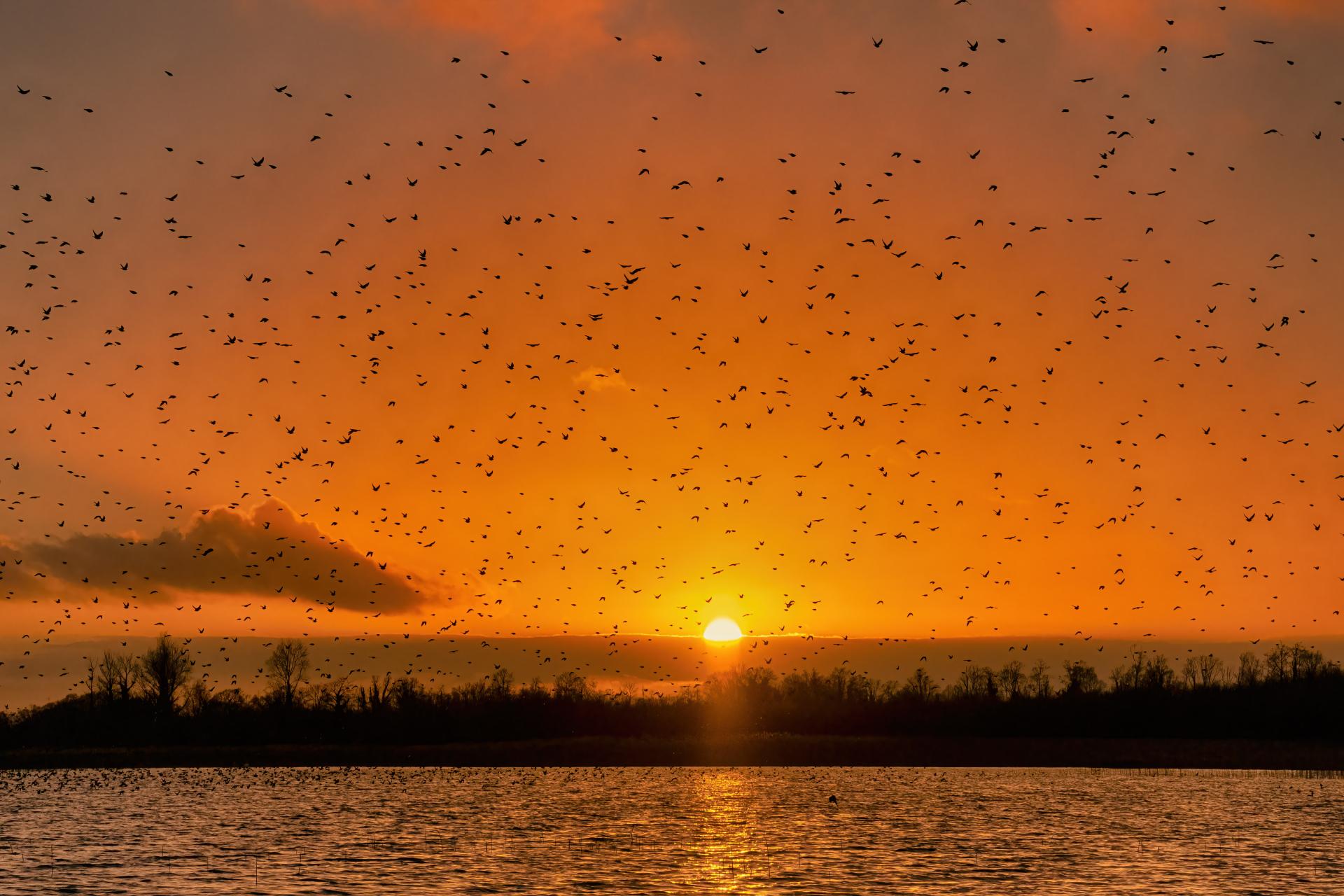 New York Photography Awards Winner - Murmuration of Starlings