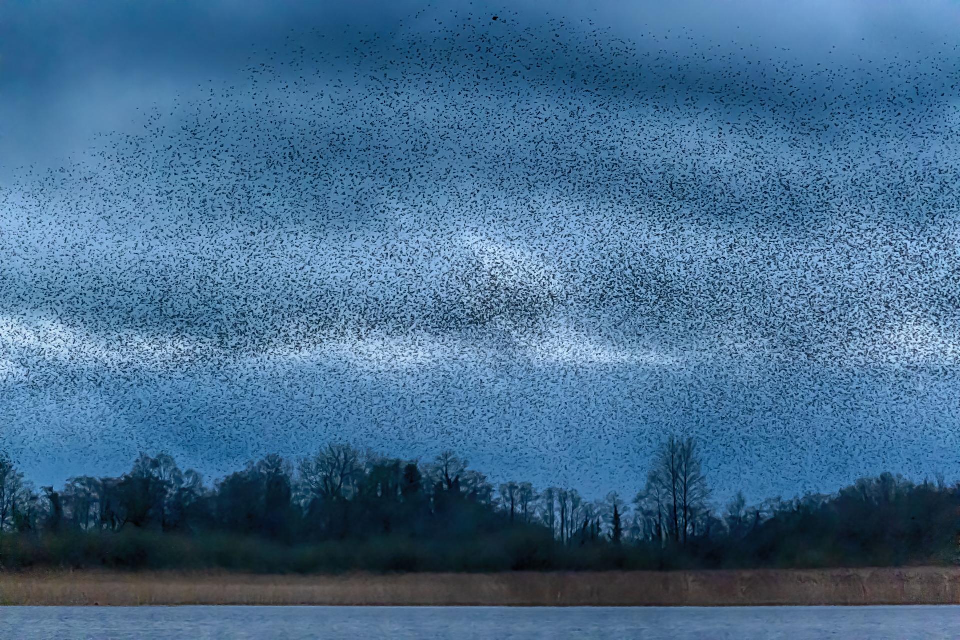 New York Photography Awards Winner - Murmuration of Starlings