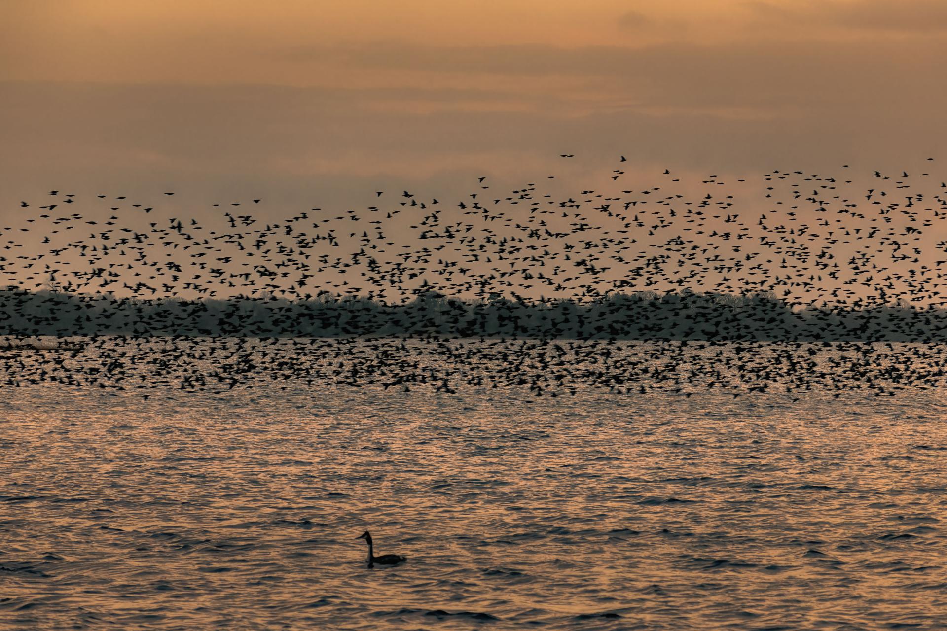 New York Photography Awards Winner - Murmuration of Starlings