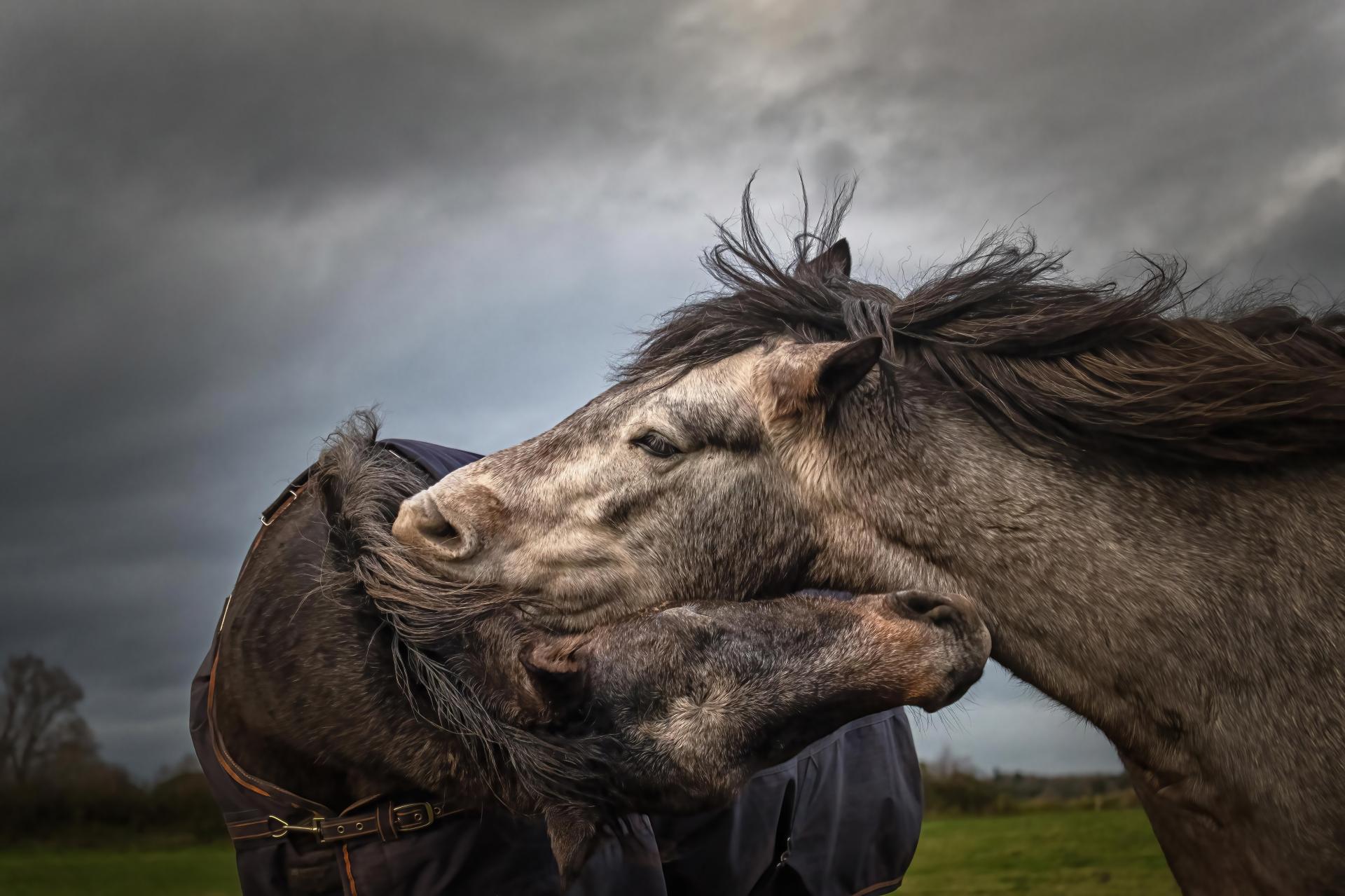 New York Photography Awards Winner - Into the world of Horses