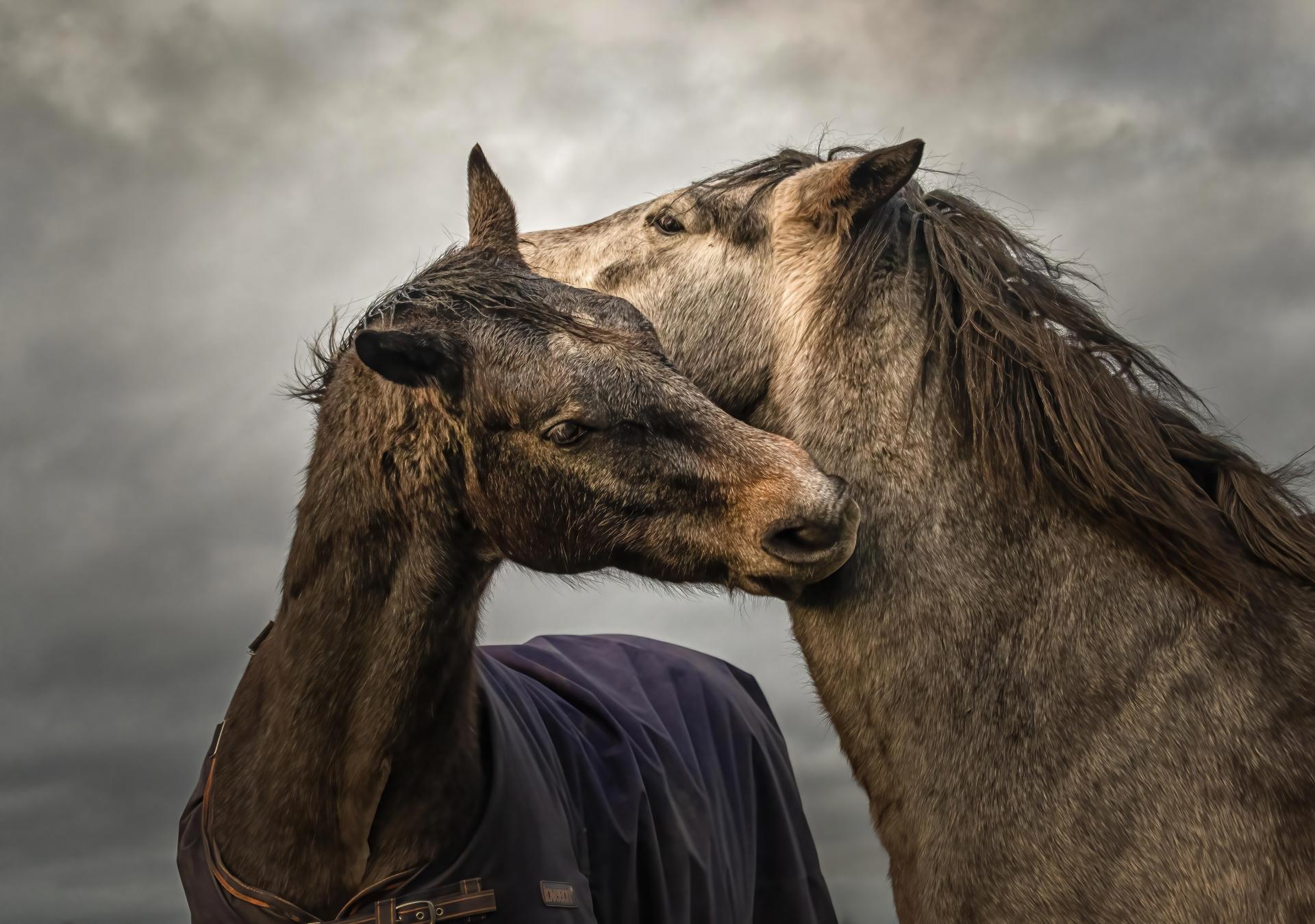 New York Photography Awards Winner - Into the world of Horses