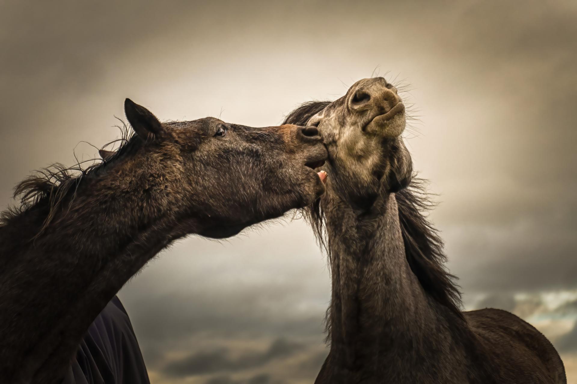 New York Photography Awards Winner - Into the world of Horses