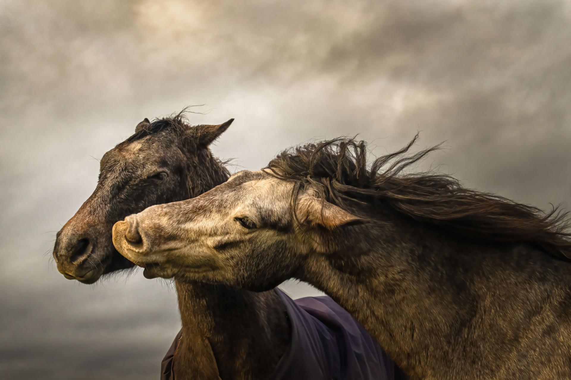 New York Photography Awards Winner - Into the world of Horses