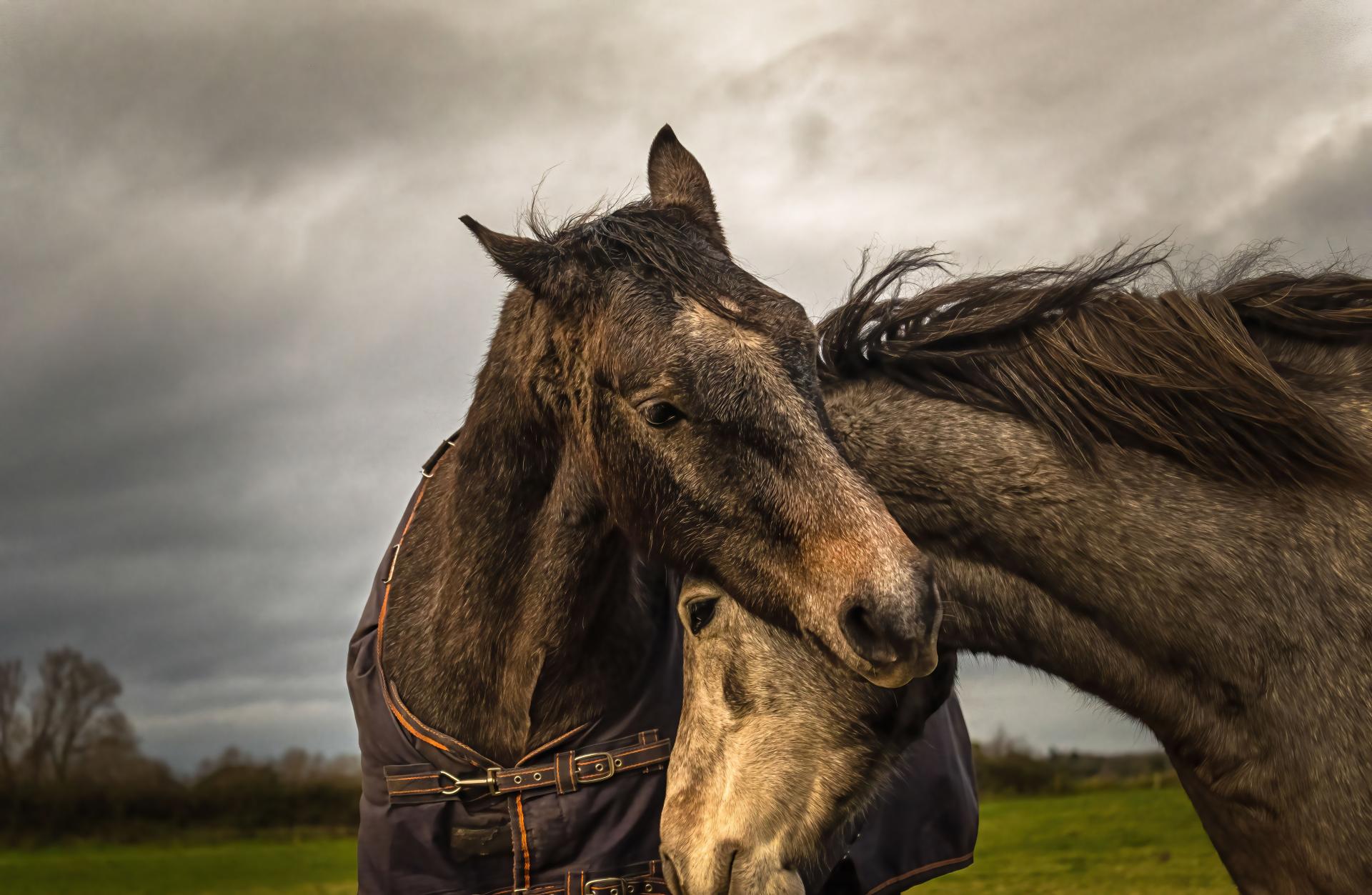 New York Photography Awards Winner - Into the world of Horses