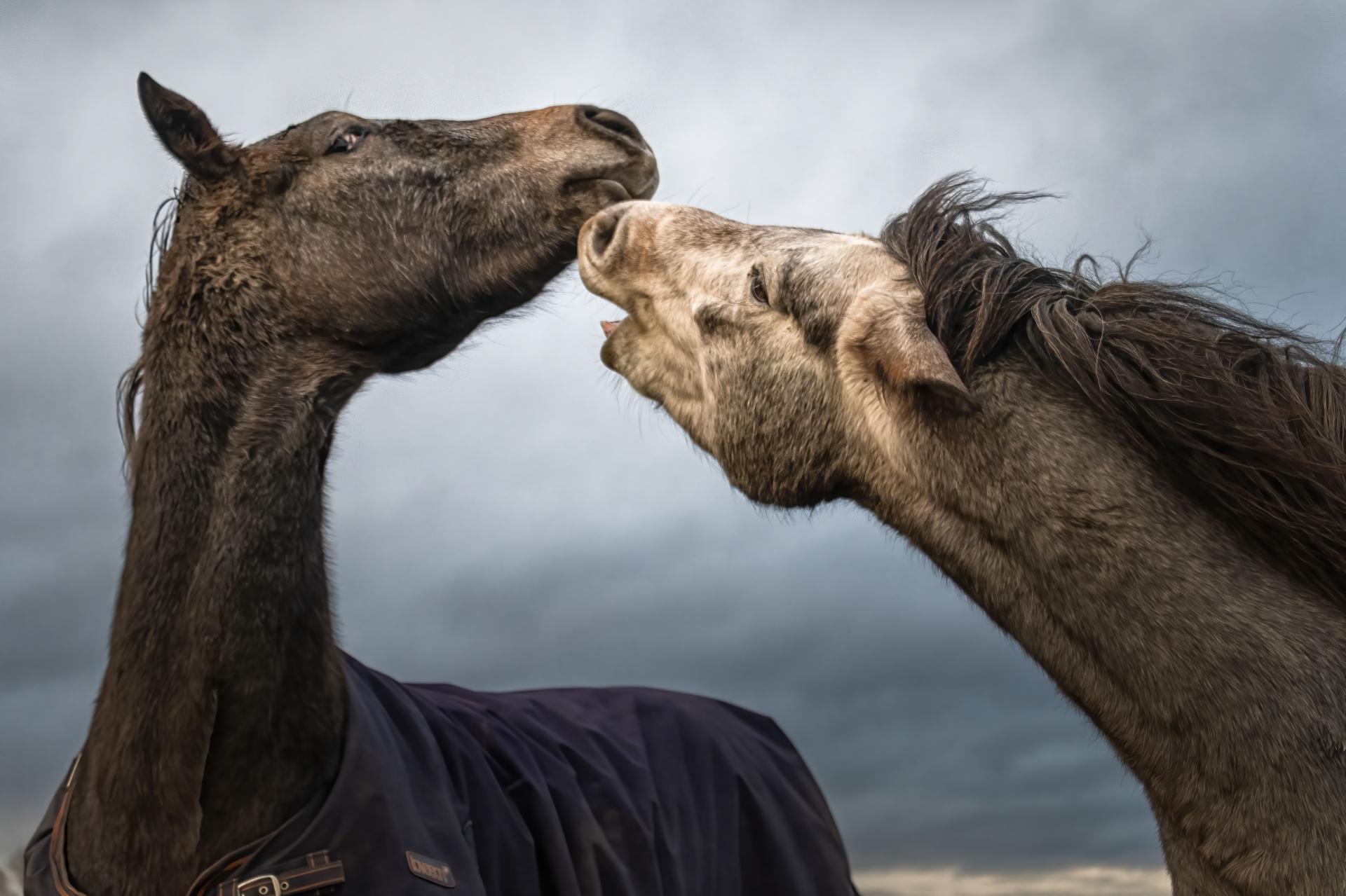 New York Photography Awards Winner - Into the world of Horses