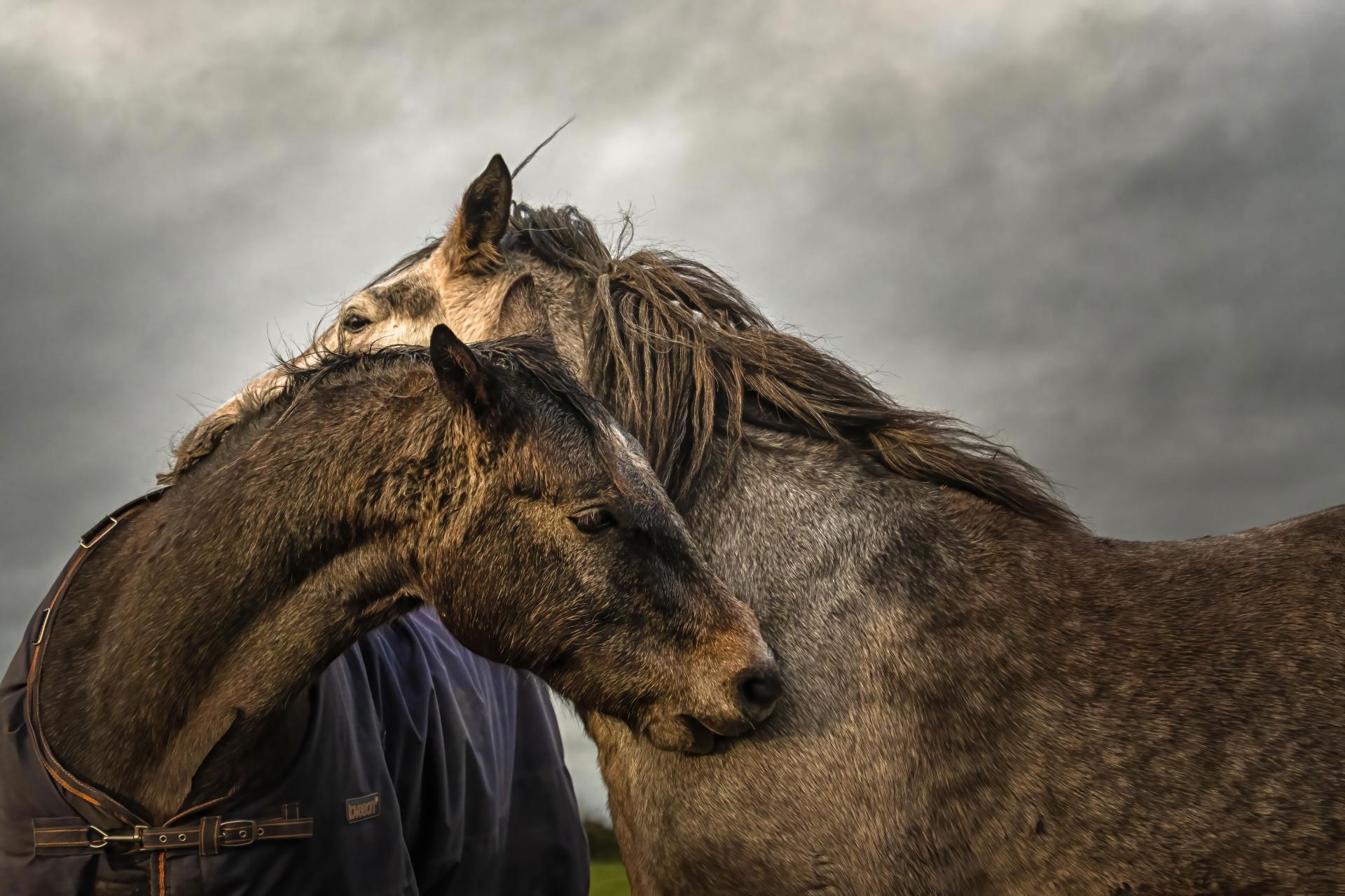 New York Photography Awards Winner - Into the world of Horses