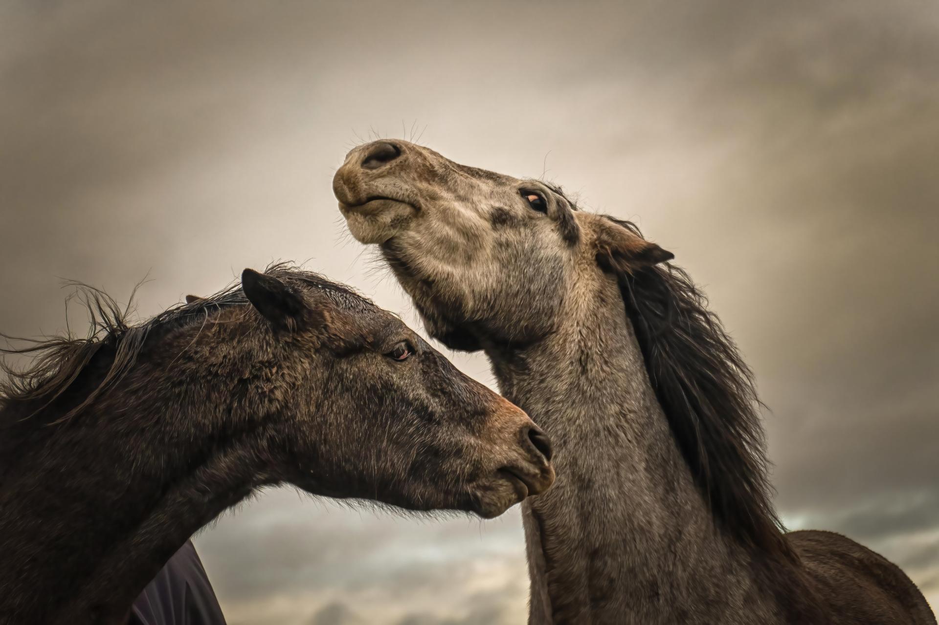 New York Photography Awards Winner - Into the world of Horses