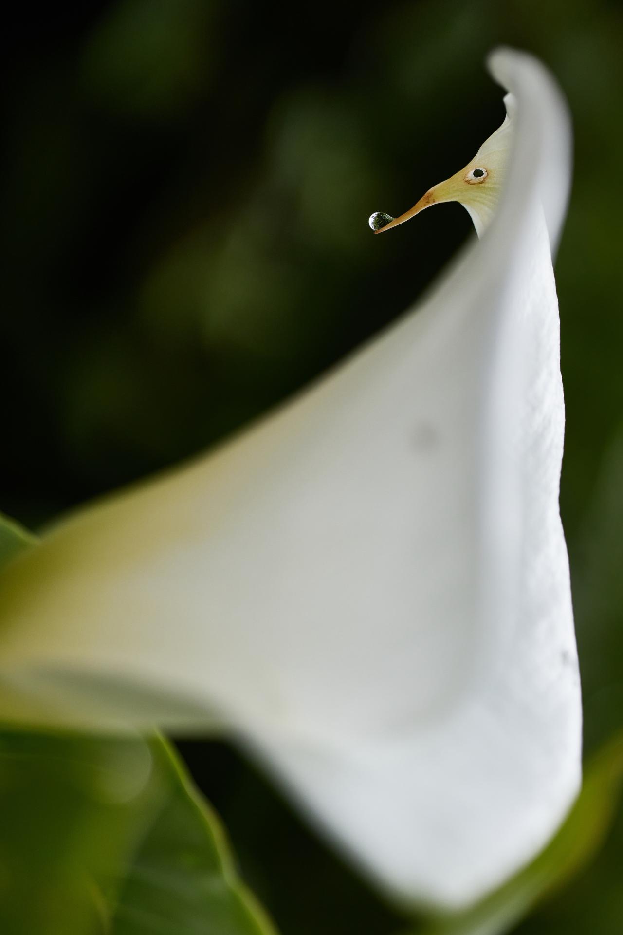 New York Photography Awards Winner - Bird's Beak