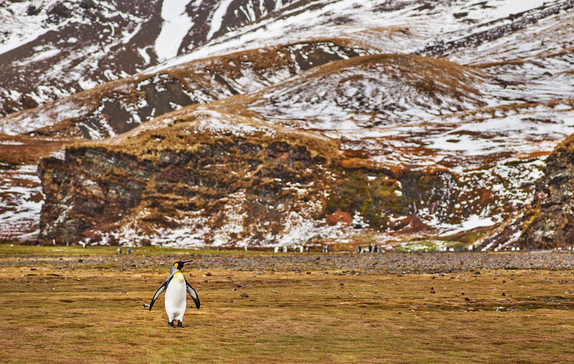 New York Photography Awards Winner - Walking Alone