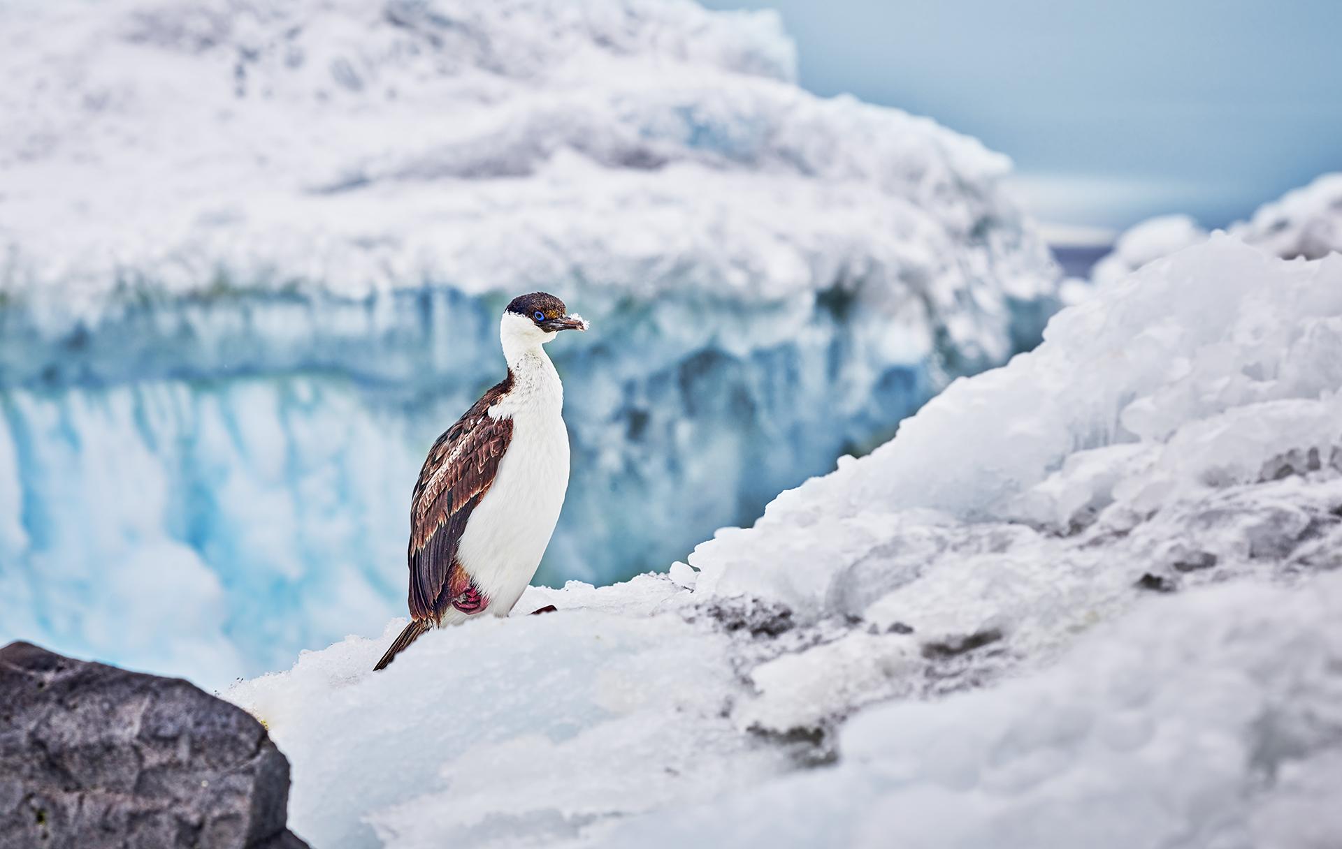 New York Photography Awards Winner - 