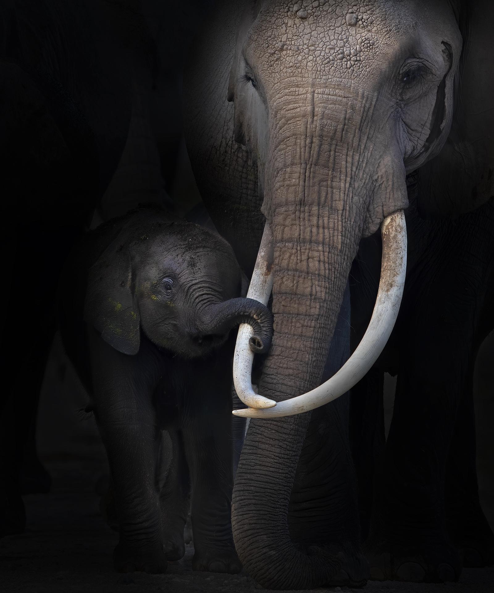 New York Photography Awards Winner - Connecting in Amboseli