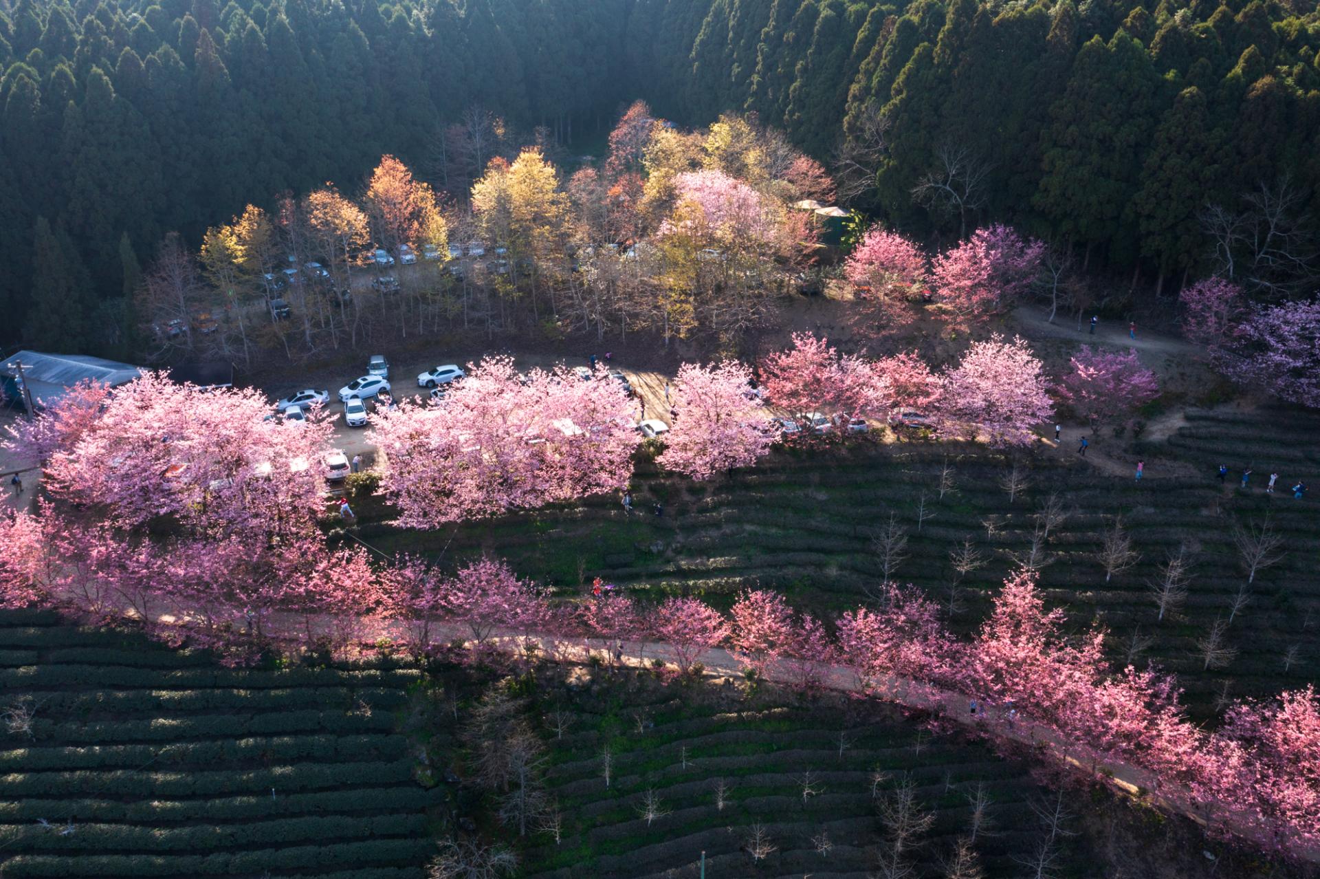 New York Photography Awards Winner - Cherry Blossom Highway