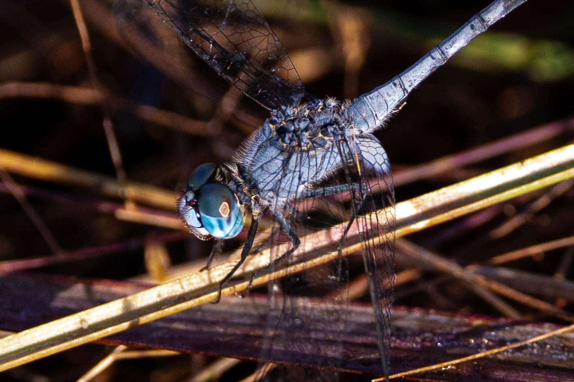 New York Photography Awards Winner - Nature