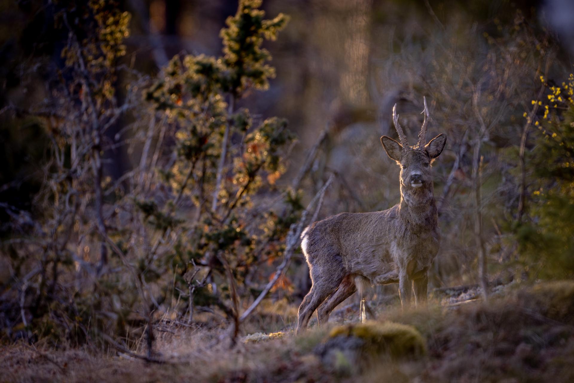 New York Photography Awards Winner - My turf