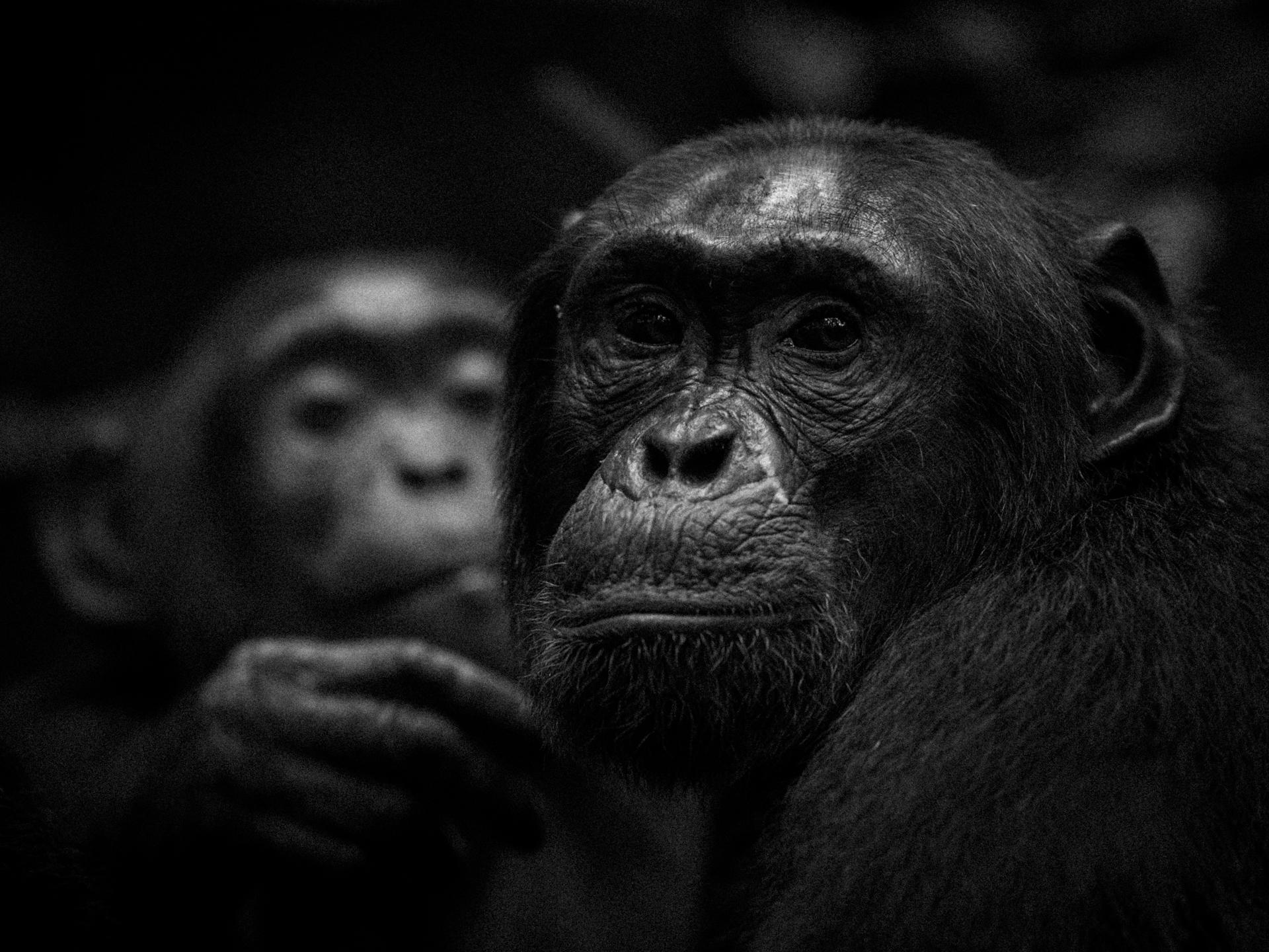 New York Photography Awards Winner - Chimp grooming