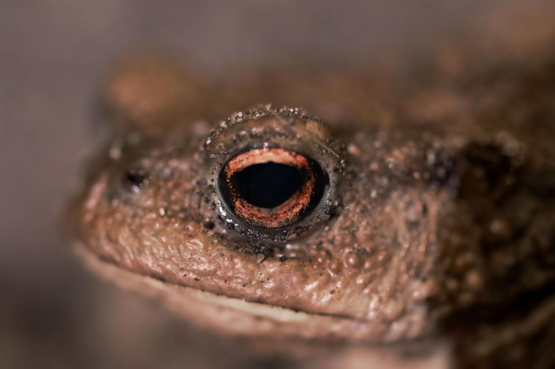 New York Photography Awards Winner - The Eye of the toad