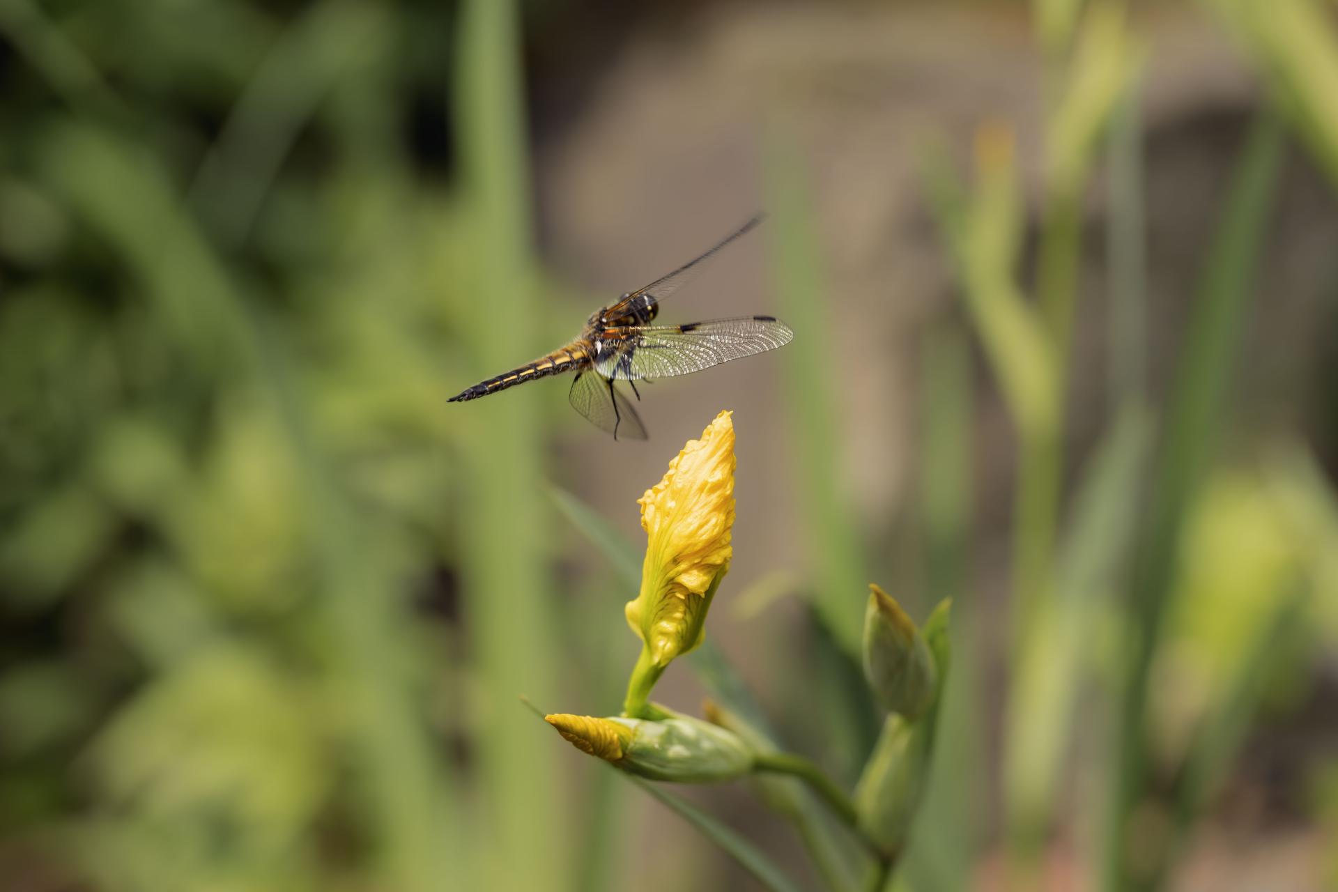 New York Photography Awards Winner - The Dragonfly