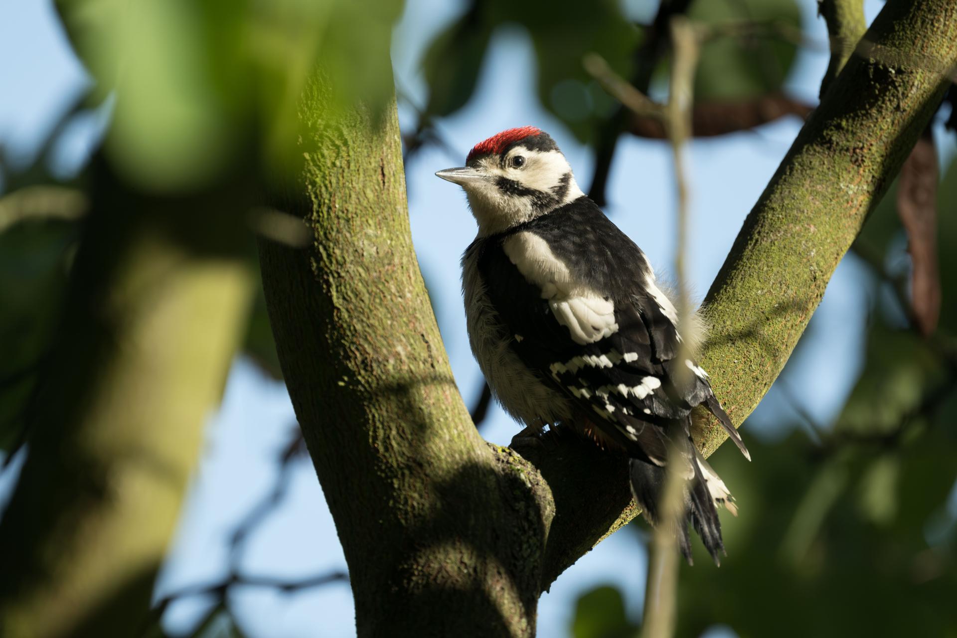 New York Photography Awards Winner - The spotted woodpecker