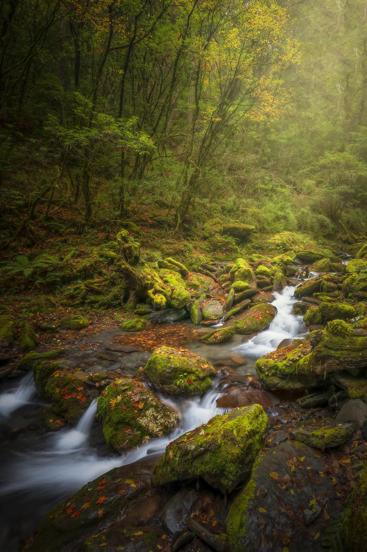 New York Photography Awards Winner - Autumn