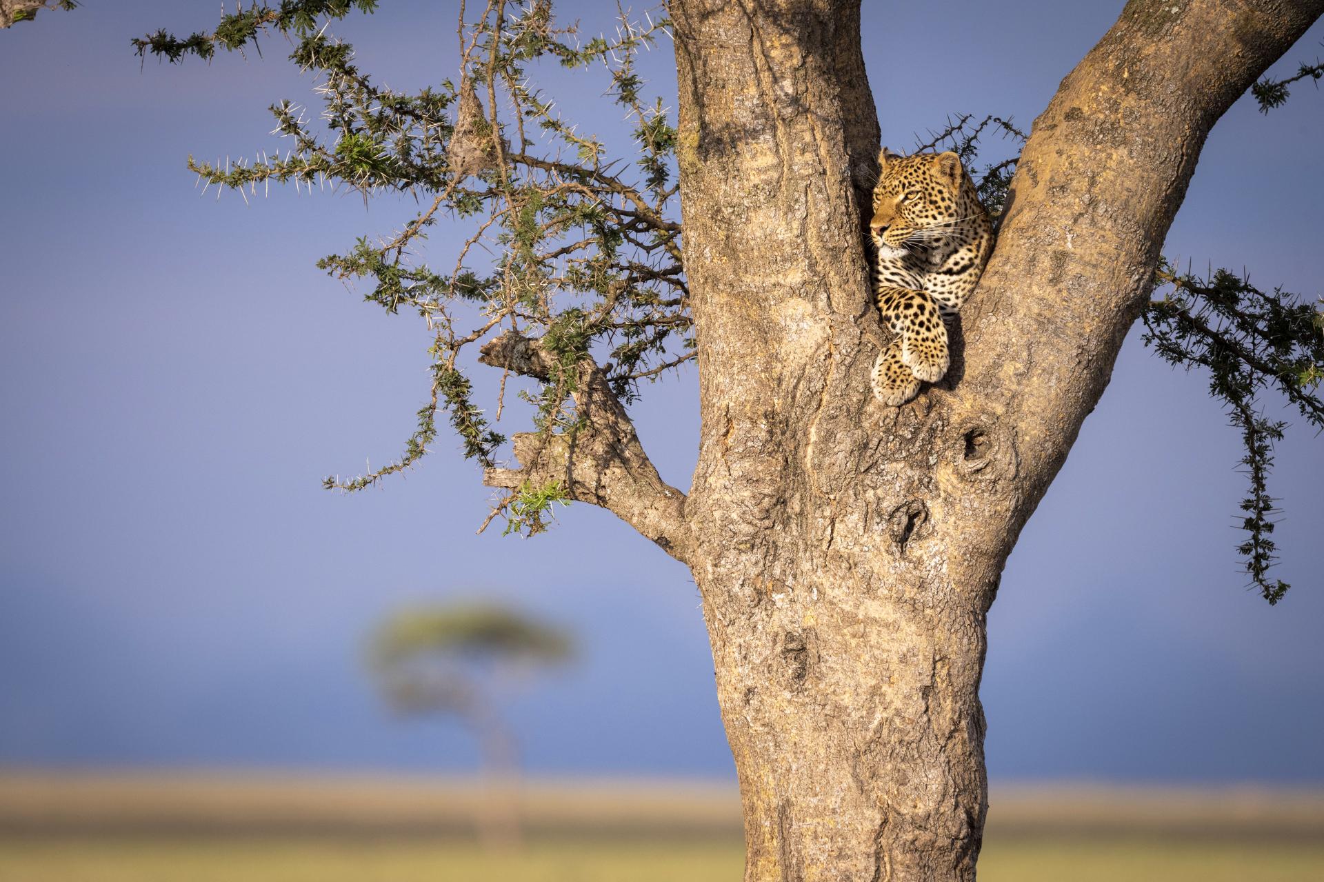 New York Photography Awards Winner - On the lookout