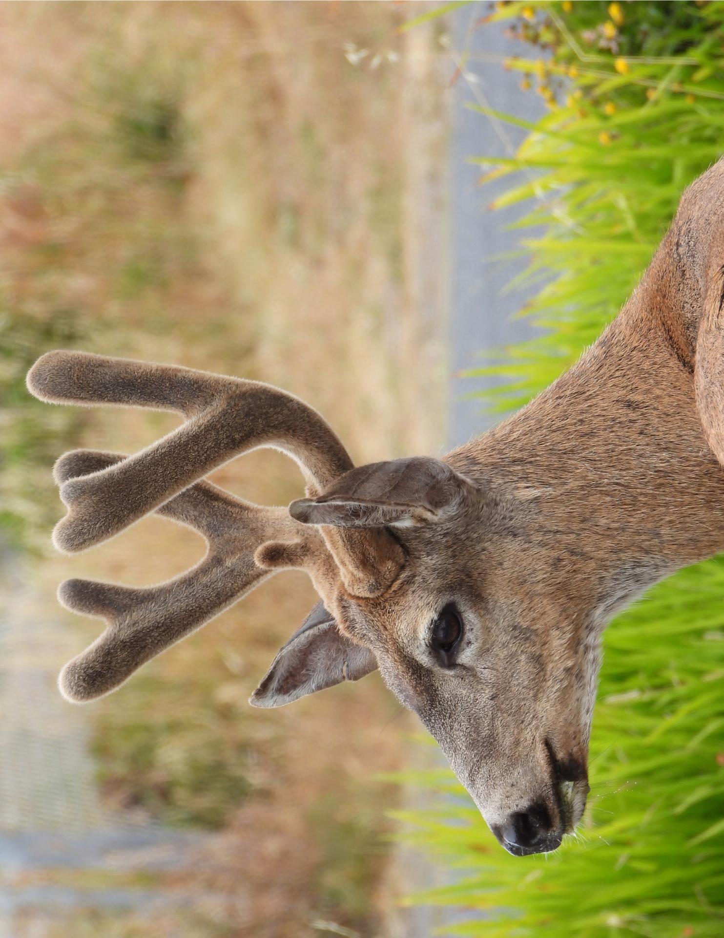 New York Photography Awards Winner - YOUNG BUCK