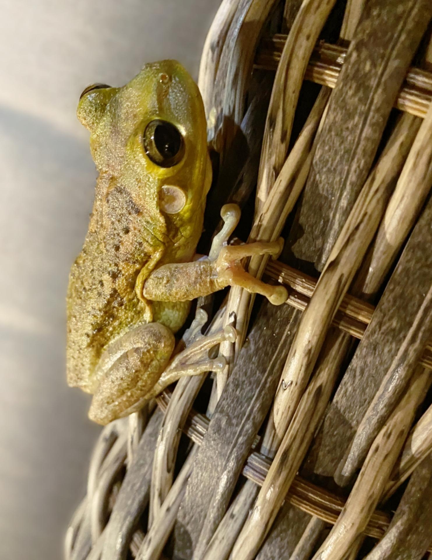 New York Photography Awards Winner - TREE FROG