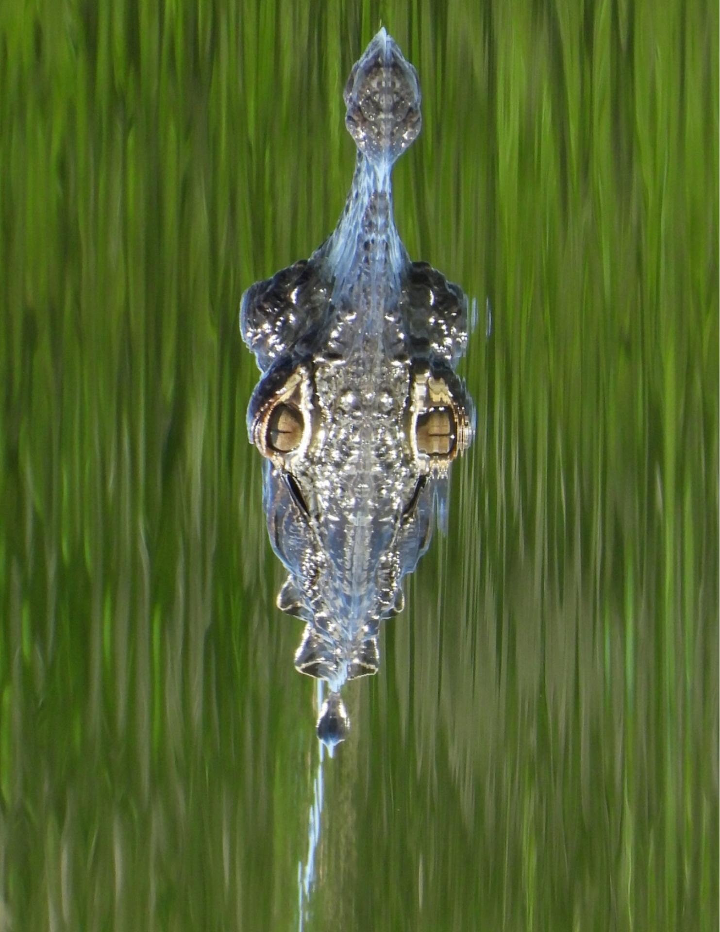 New York Photography Awards Winner - BACKYARD GATOR