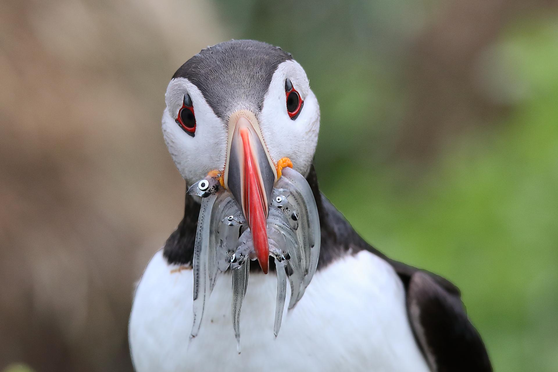 New York Photography Awards Winner - Puffins of Iceland