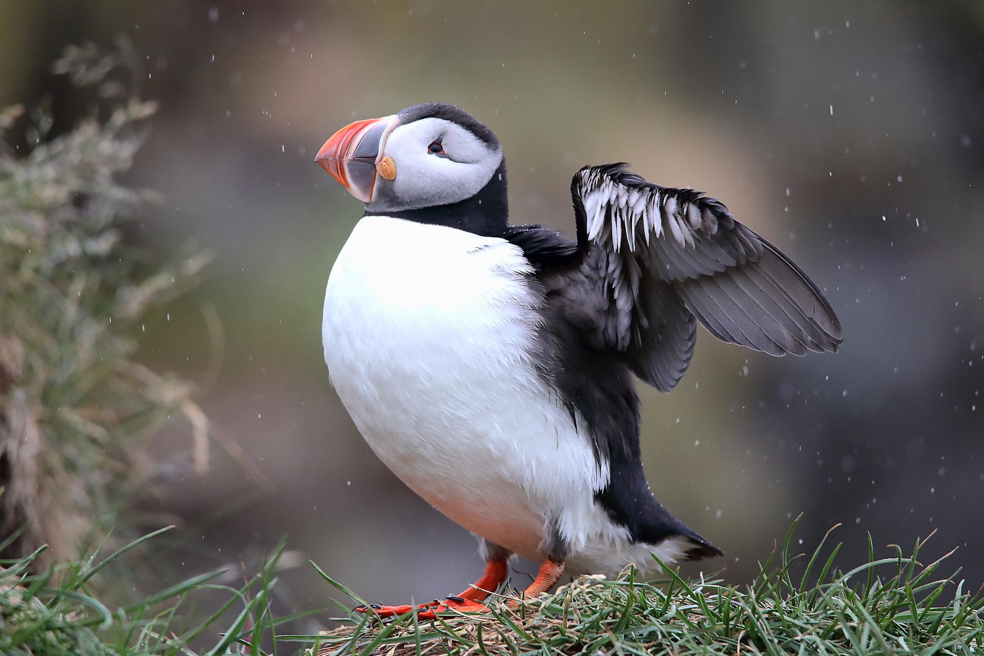 New York Photography Awards Winner - Puffins of Iceland