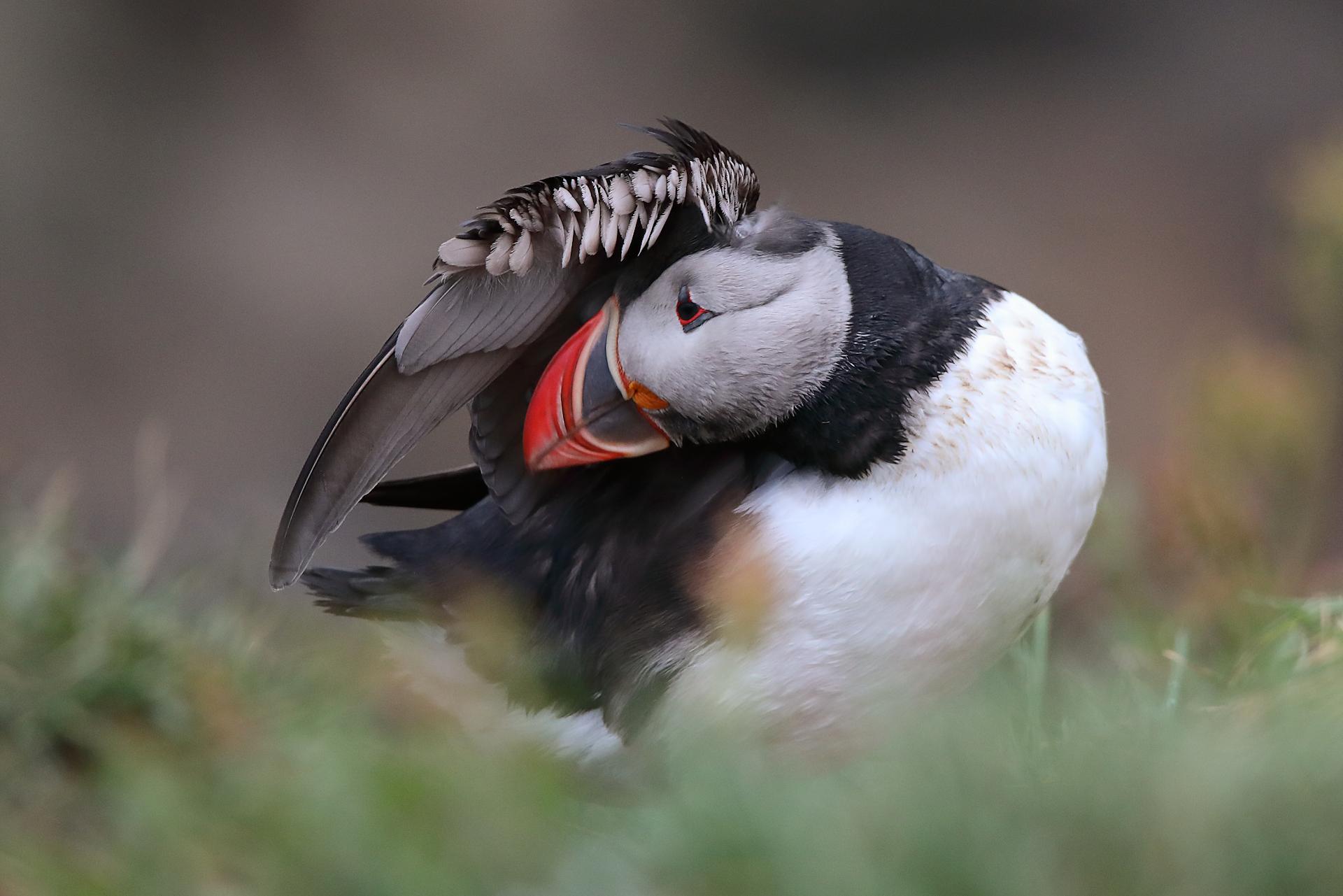 New York Photography Awards Winner - Puffins of Iceland