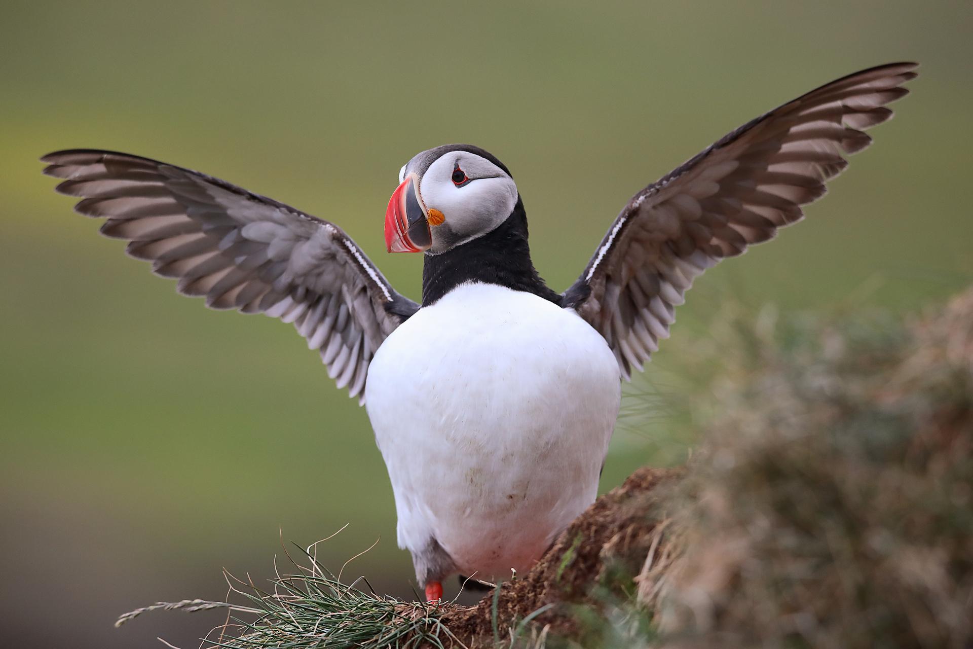 New York Photography Awards Winner - Puffins of Iceland