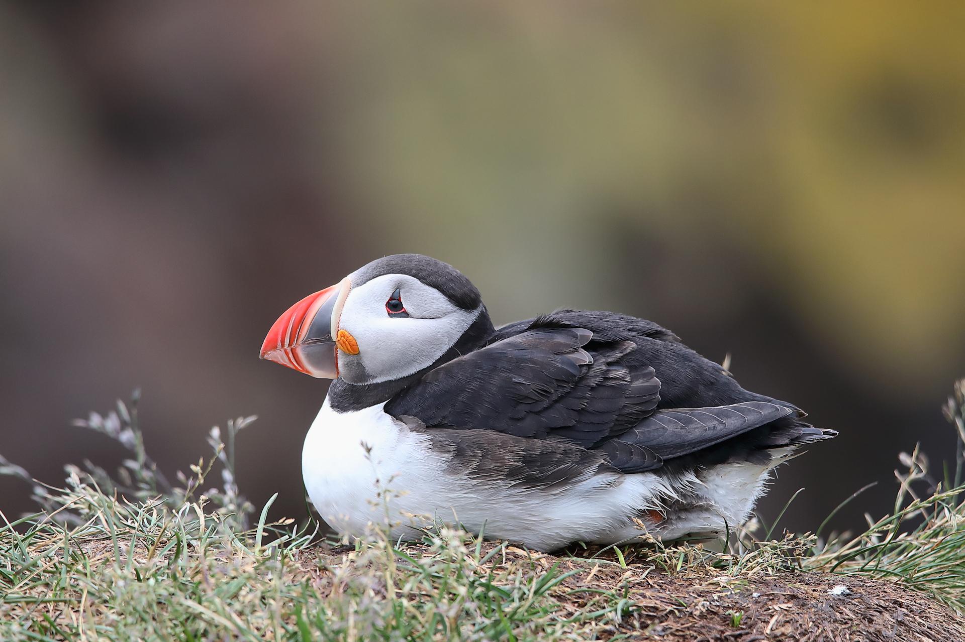 New York Photography Awards Winner - Puffins of Iceland