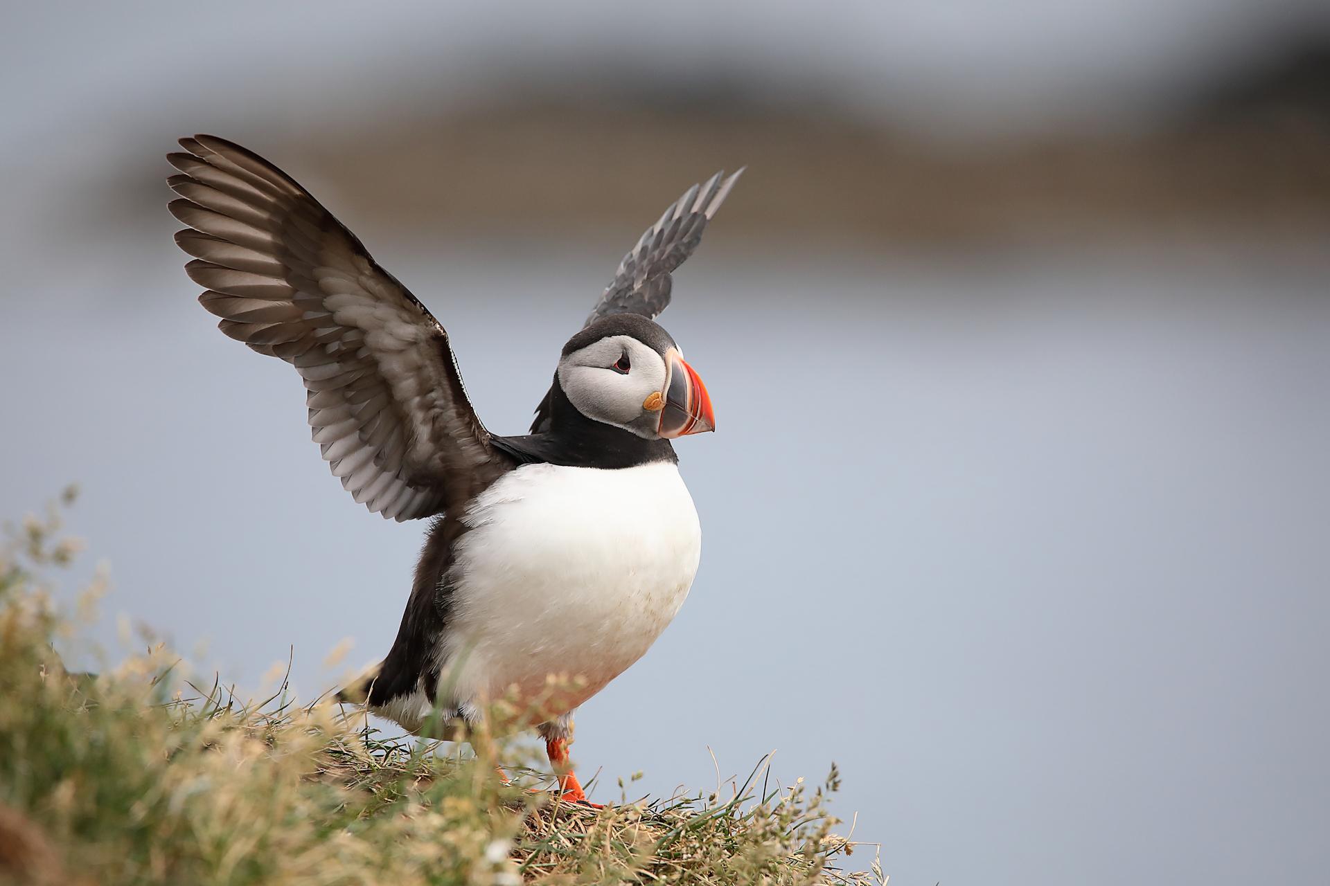 New York Photography Awards Winner - Puffins of Iceland