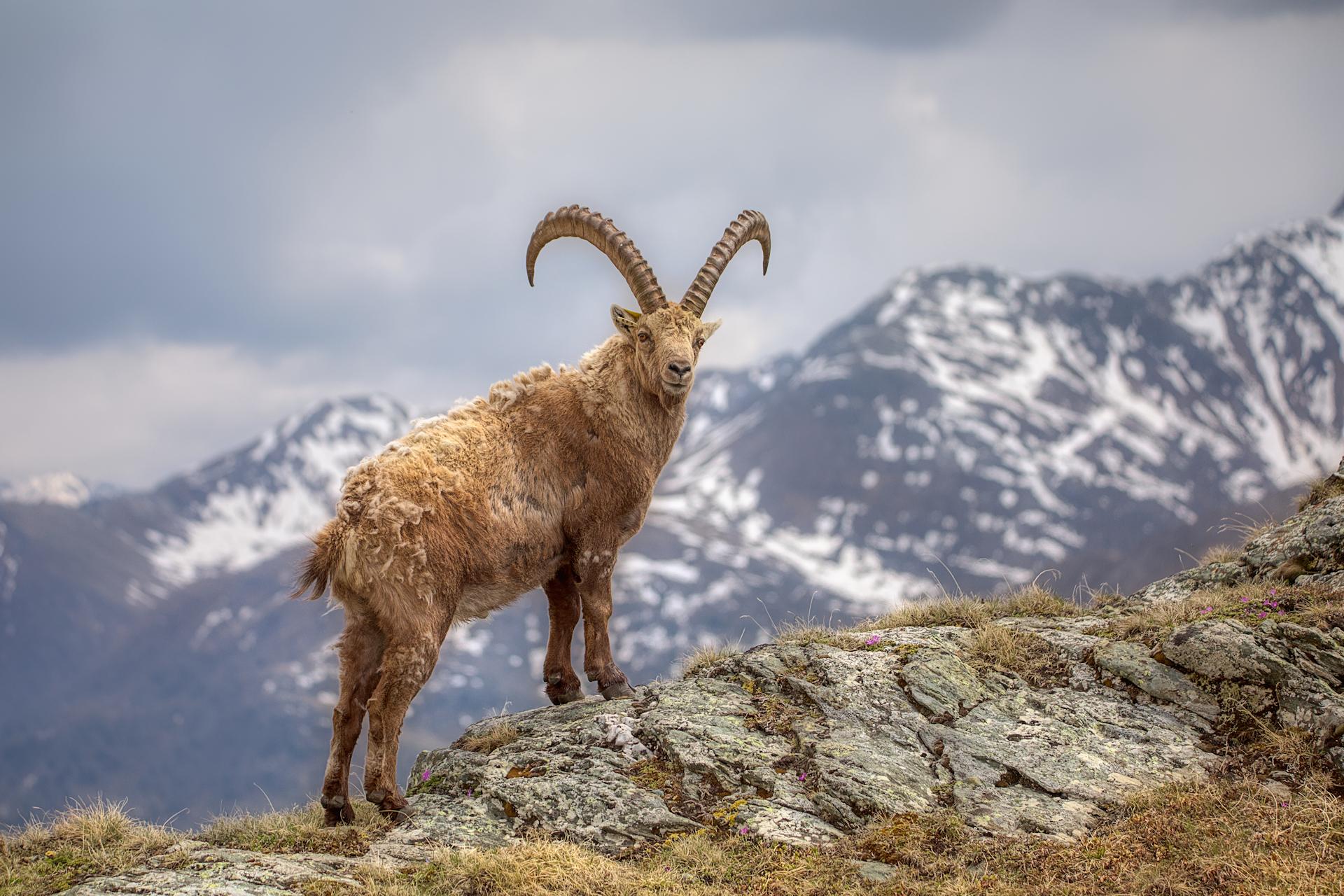 New York Photography Awards Winner - the king of the alps (and his little princes)