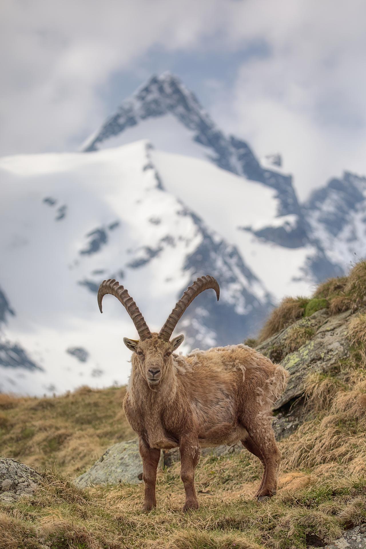 New York Photography Awards Winner - the king of the alps (and his little princes)