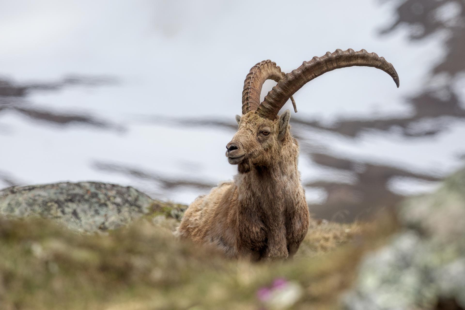 New York Photography Awards Winner - the king of the alps (and his little princes)