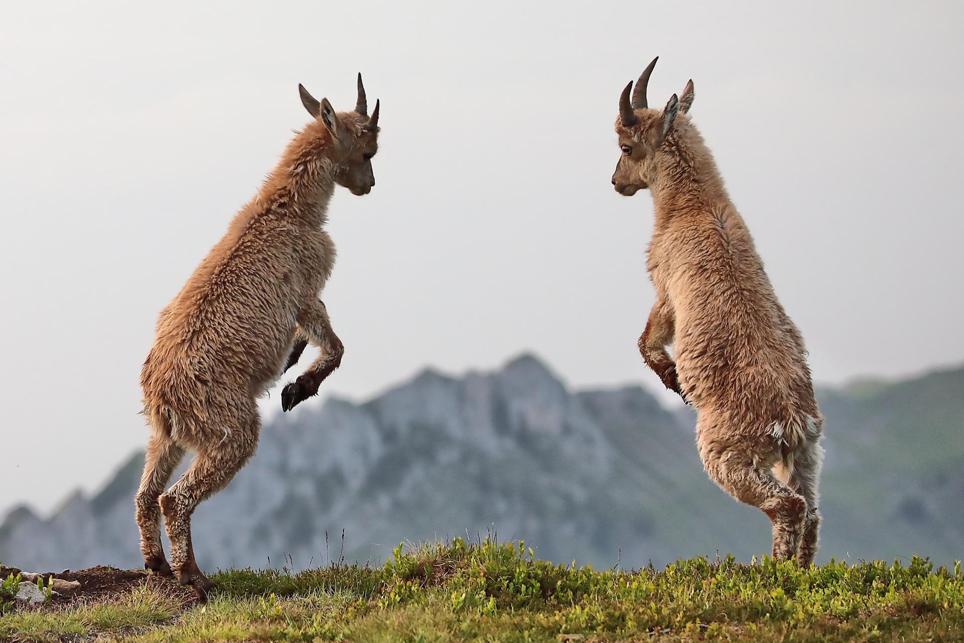 New York Photography Awards Winner - the king of the alps (and his little princes)