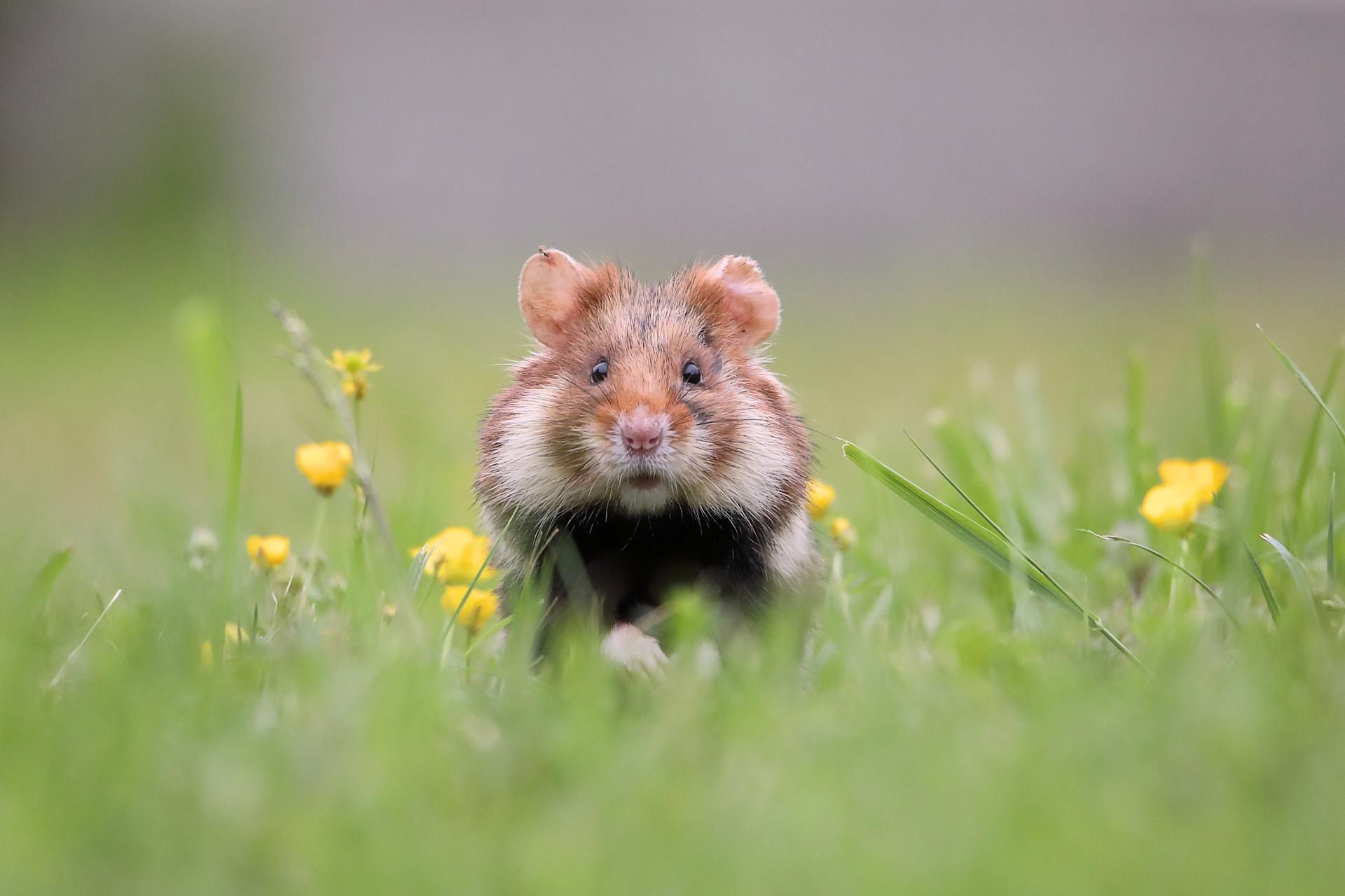 New York Photography Awards Winner - hamster romance