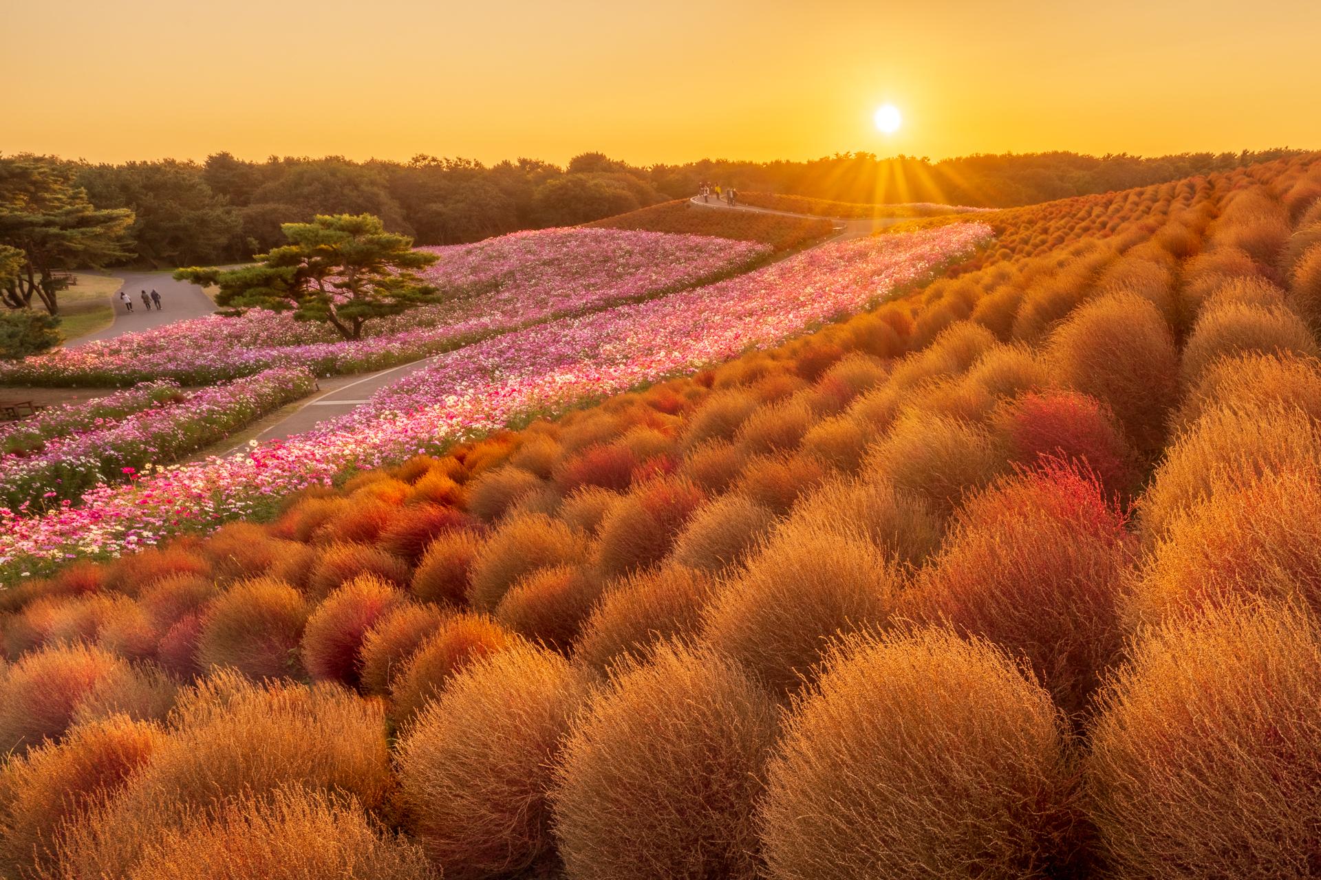 New York Photography Awards Winner - Golden Hill